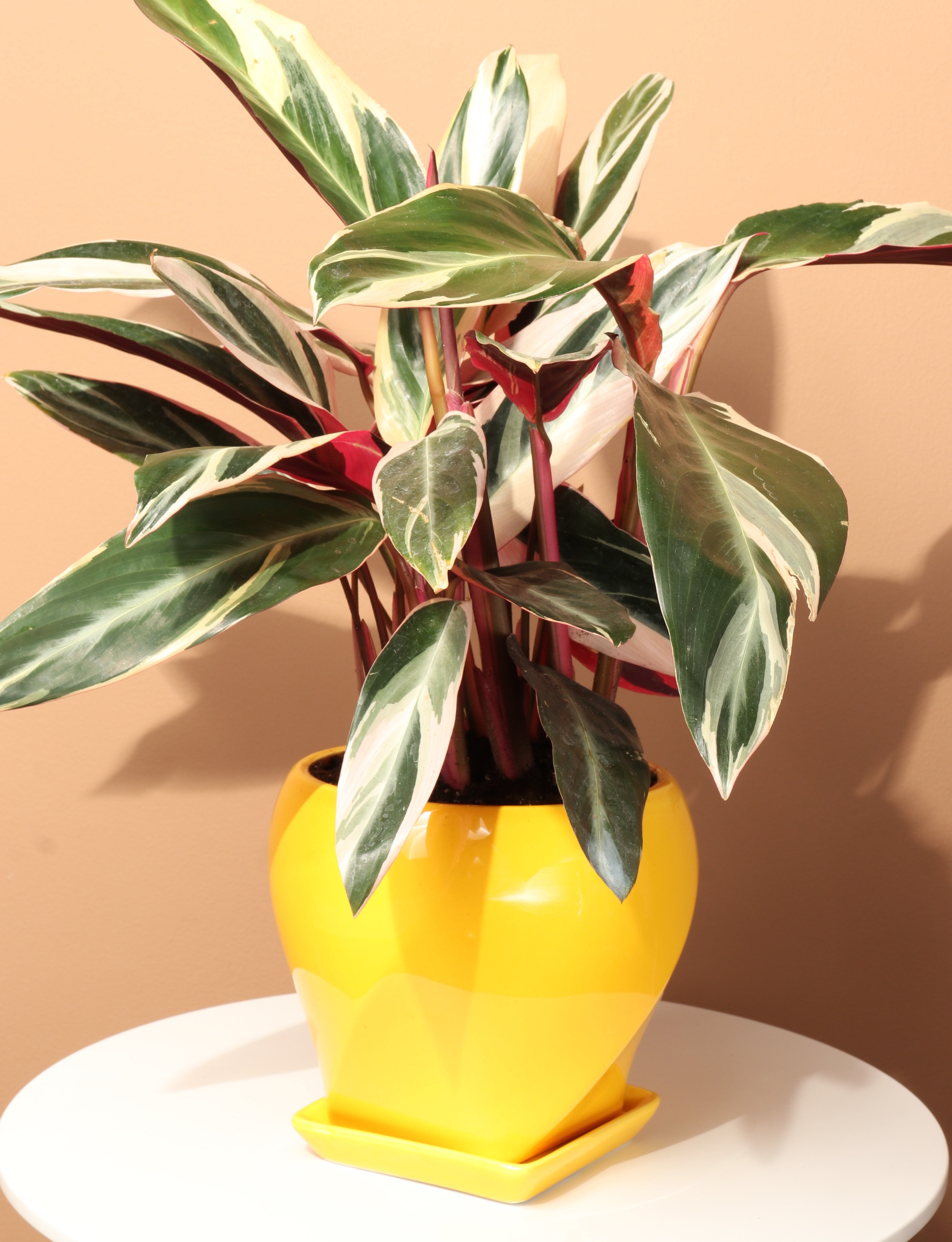 buy cheap succulents online Assorted 3