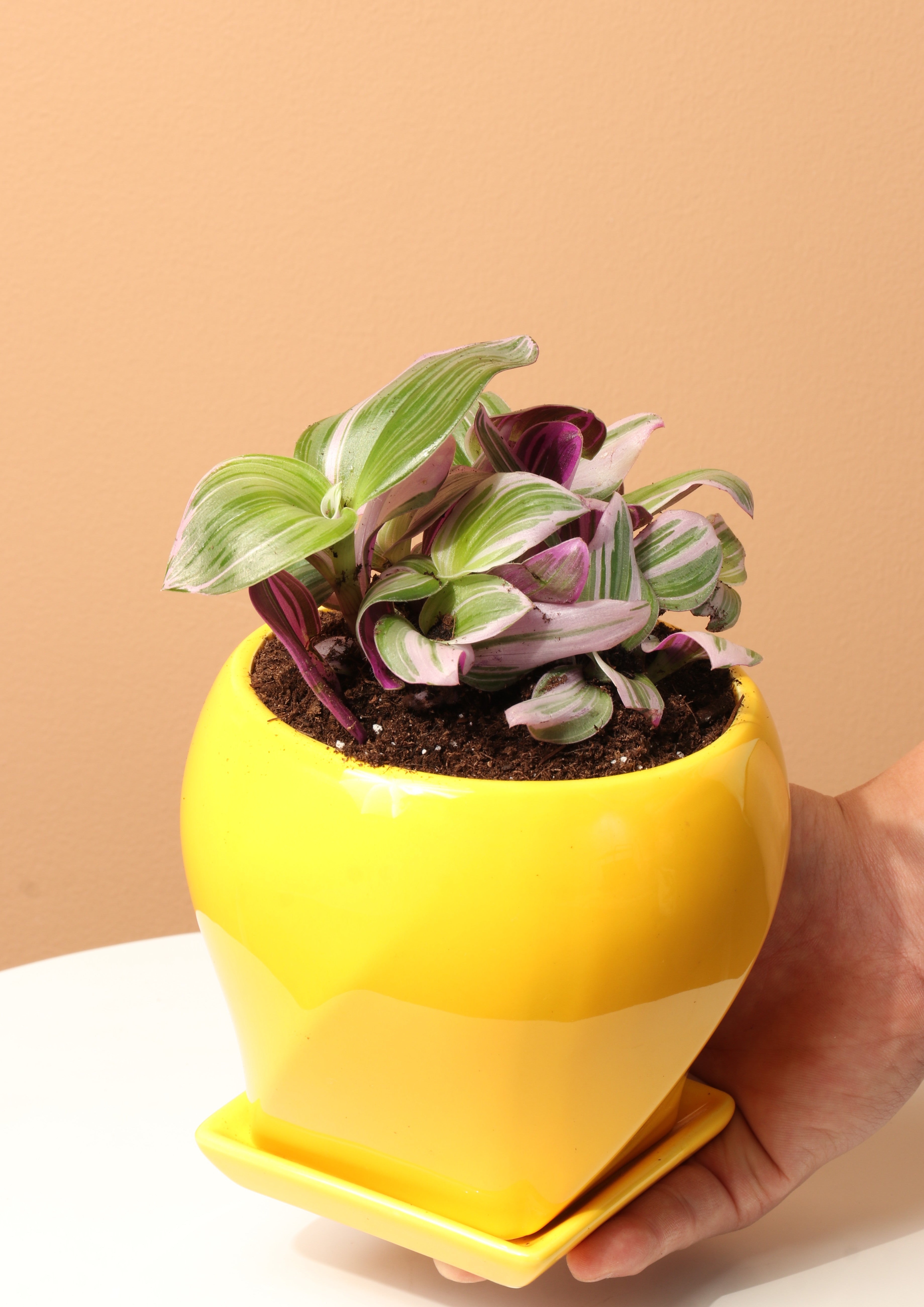 Small Nanouk – Dahing Plants