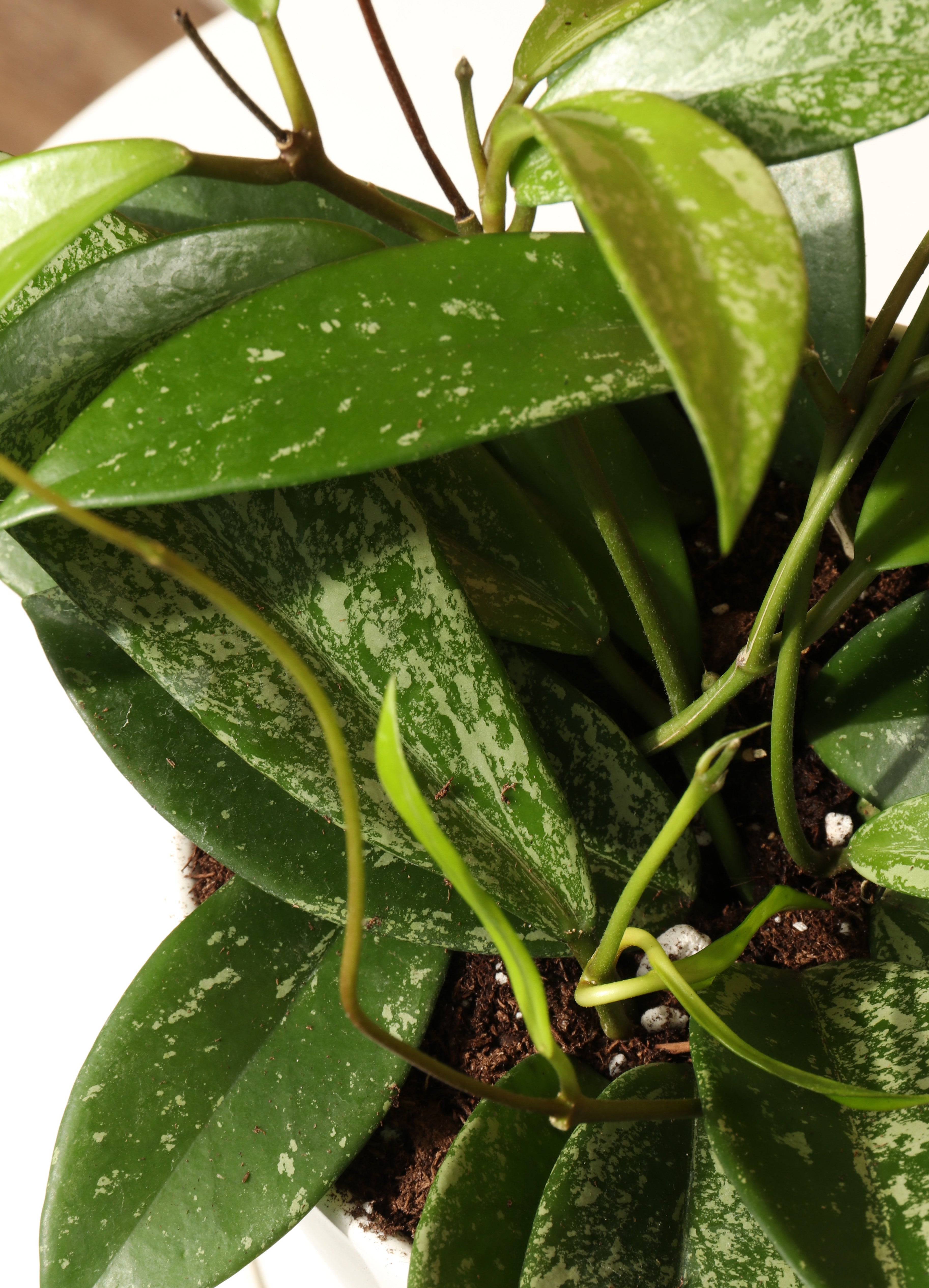 Medium Hoya &