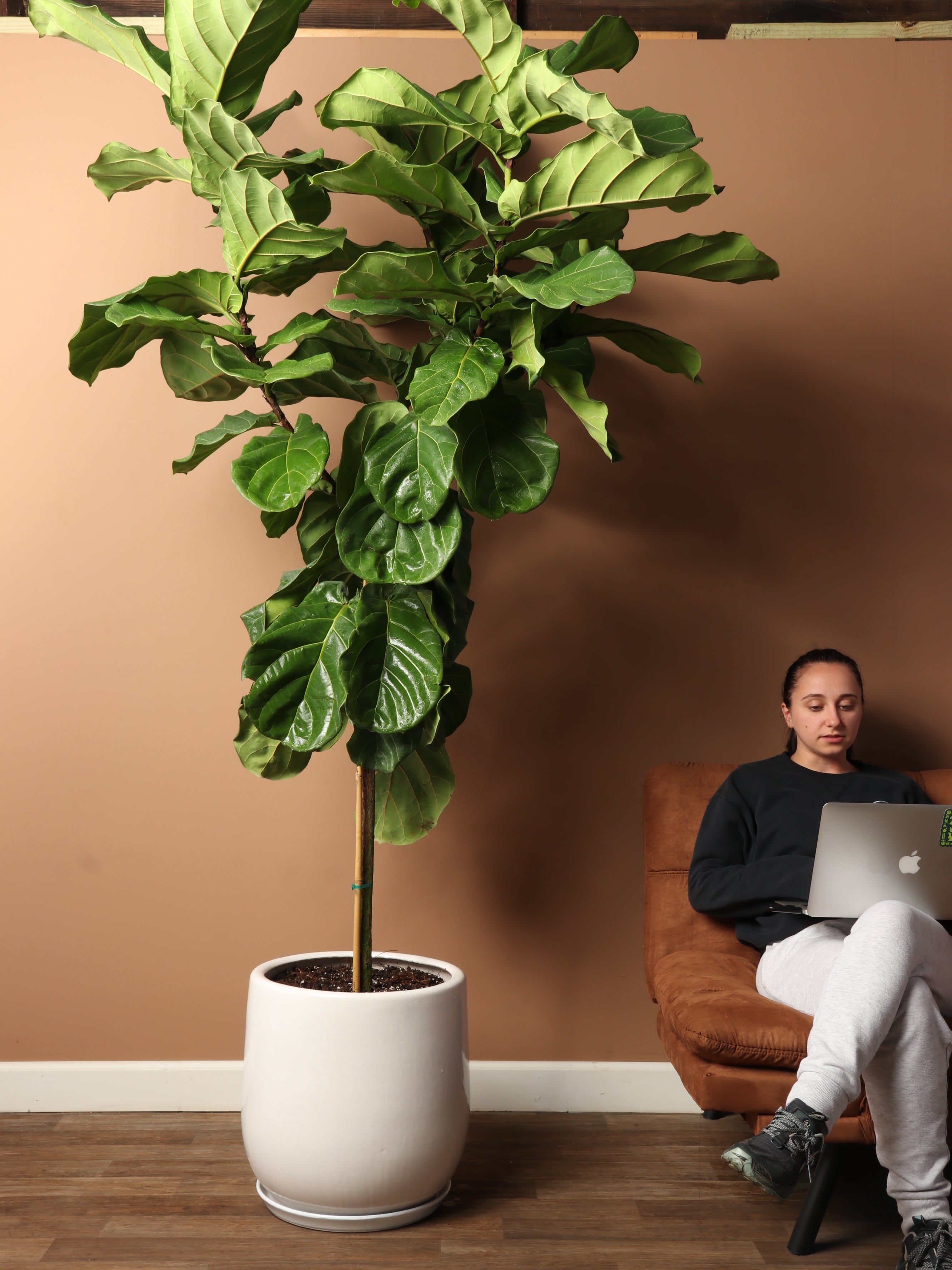 Huge Fiddle Leaf Fig – Dahing Plants