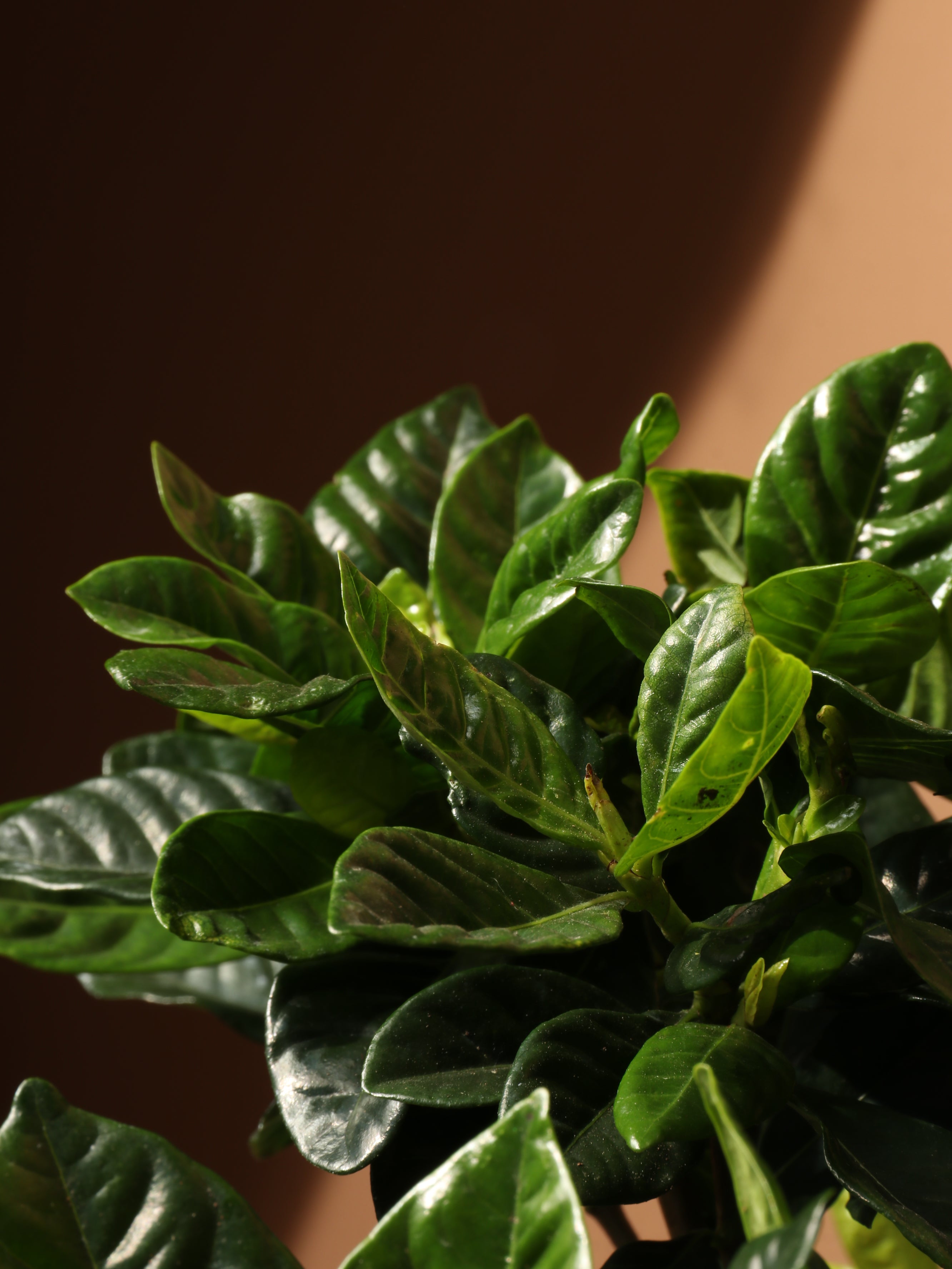Large Gardenia
