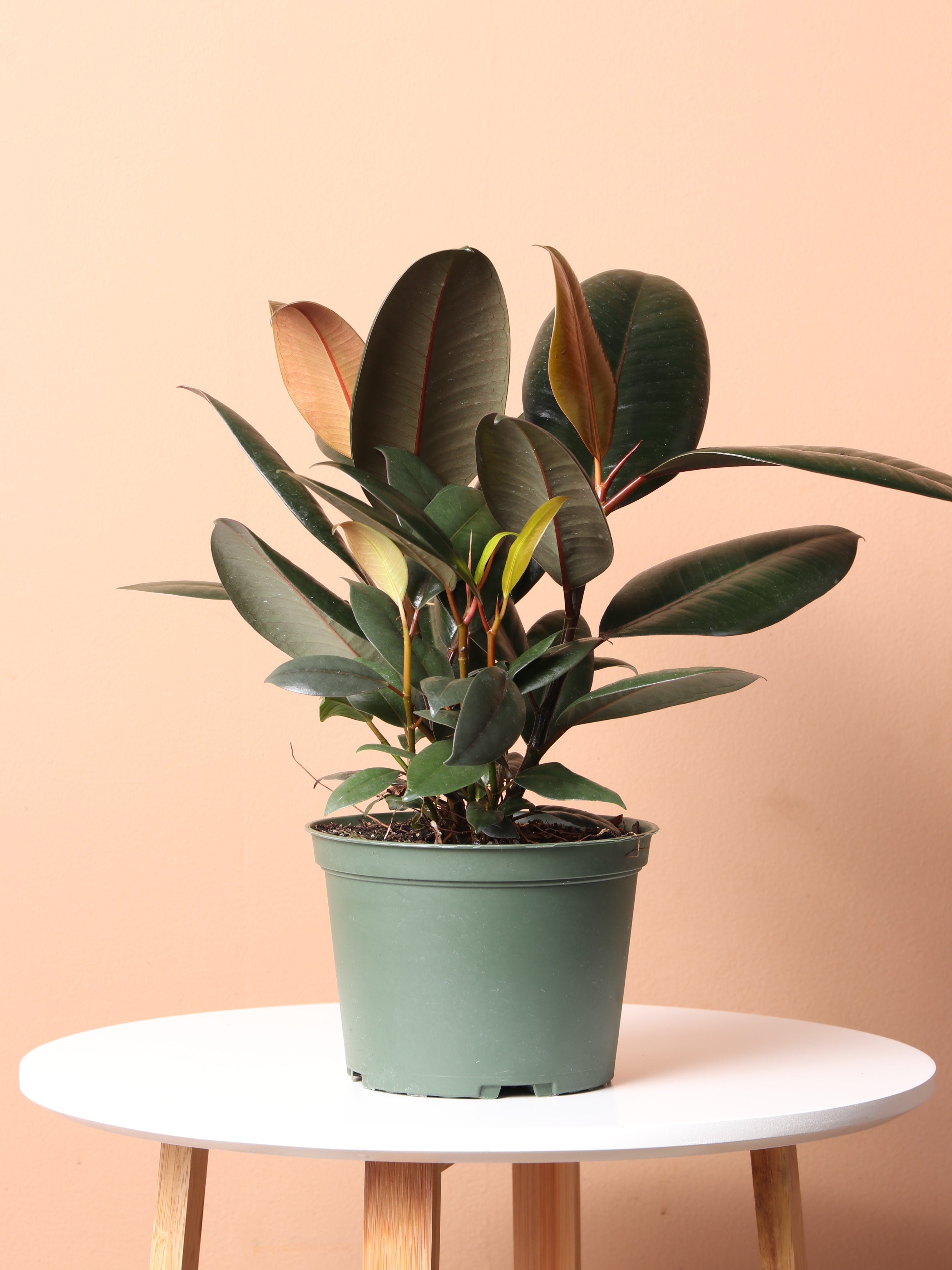 rubber plant is good for indoor Buy Rubber Tree bush Online | Easy Care House Plant