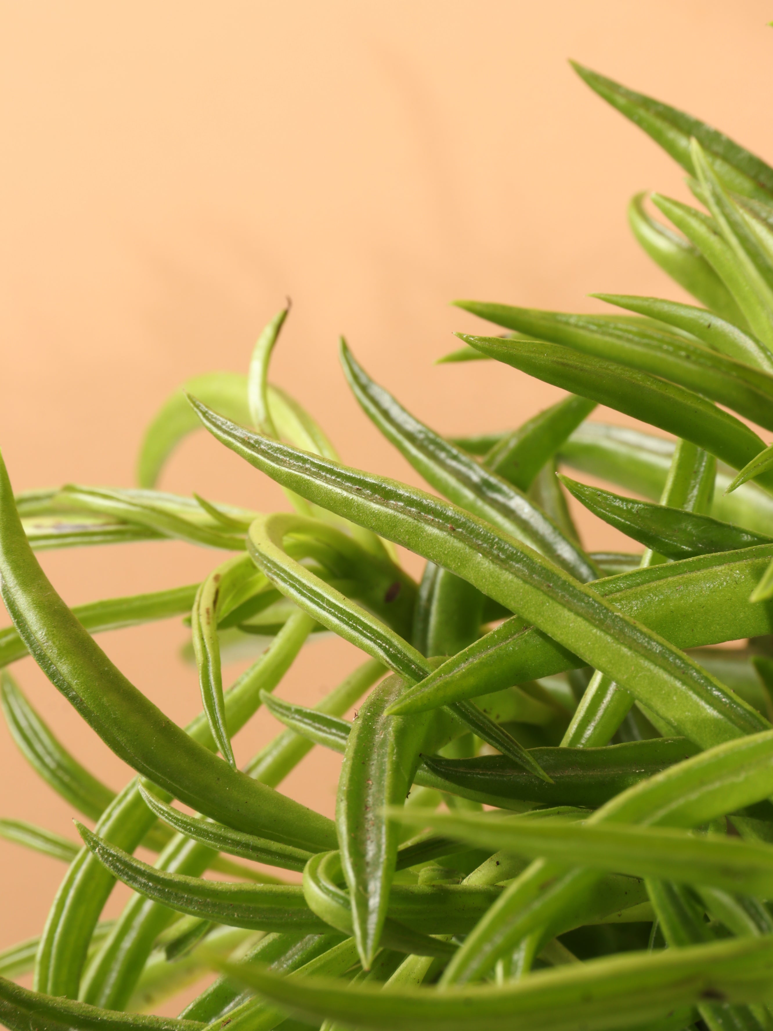 Medium Happy Bean Plant