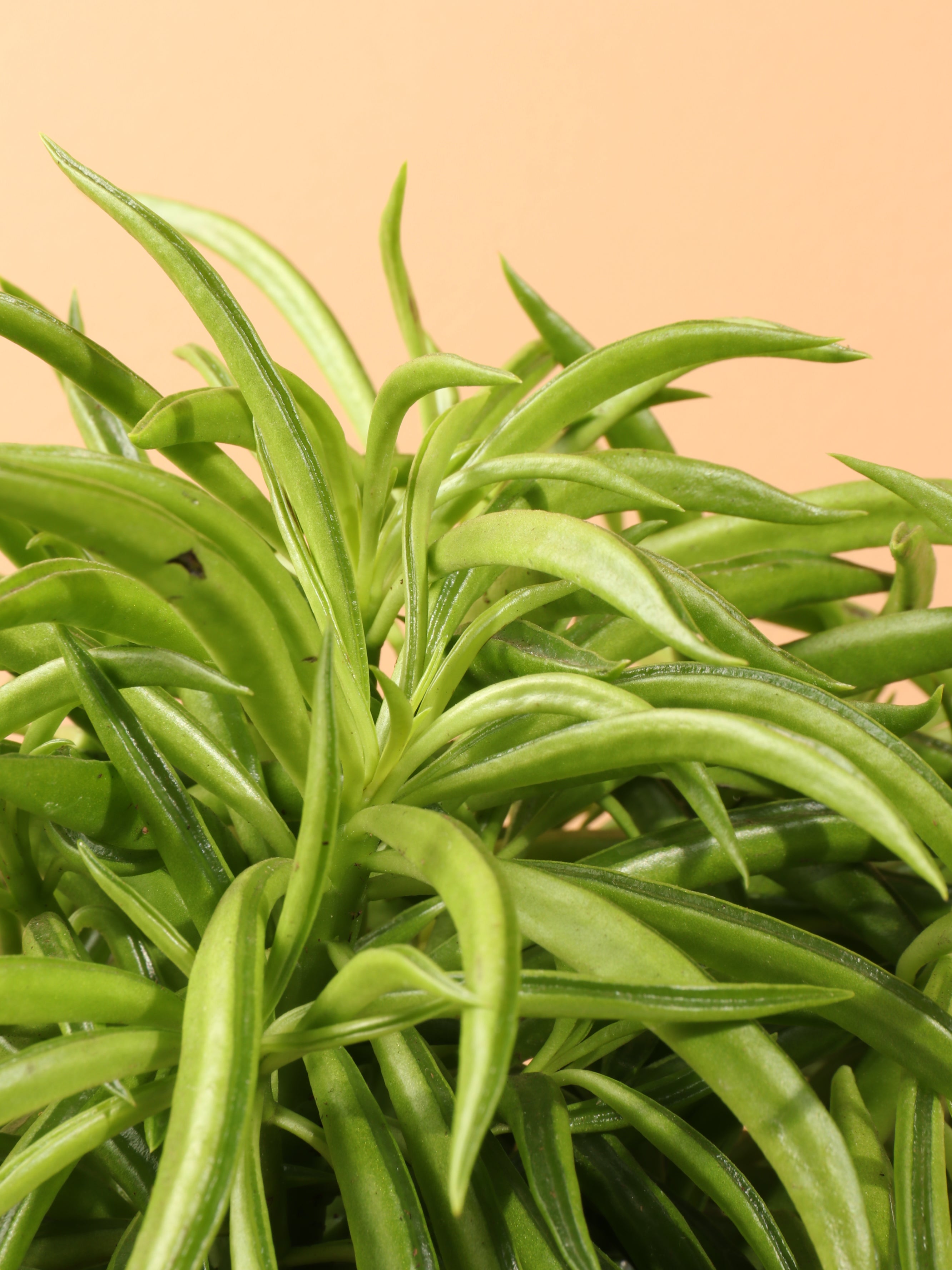 Medium Happy Bean Plant