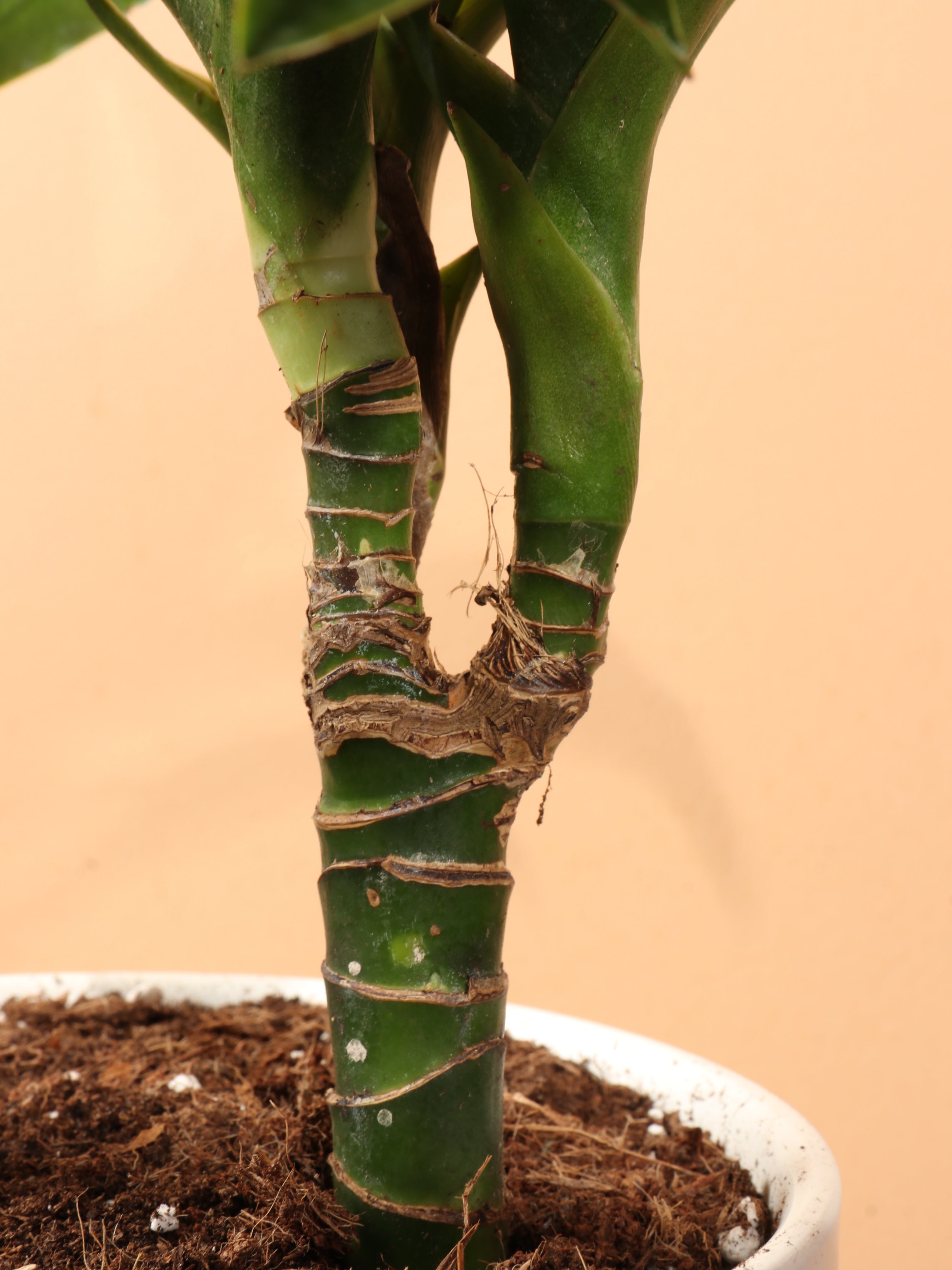 Medium Dracaena &