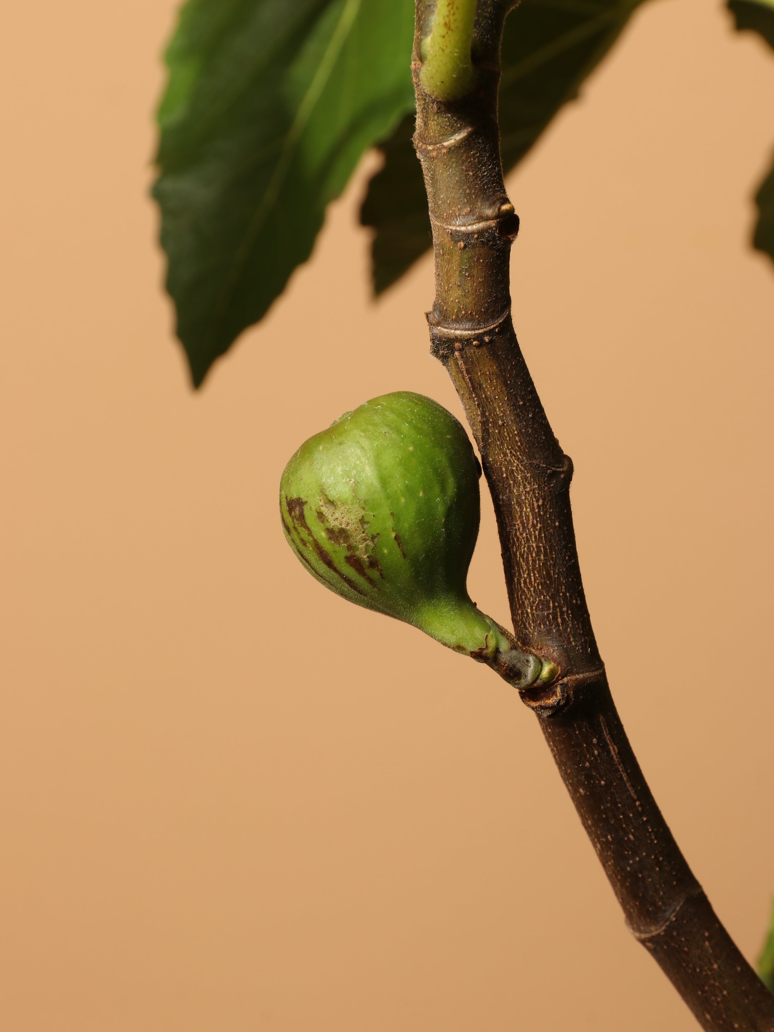 Large Fig Tree