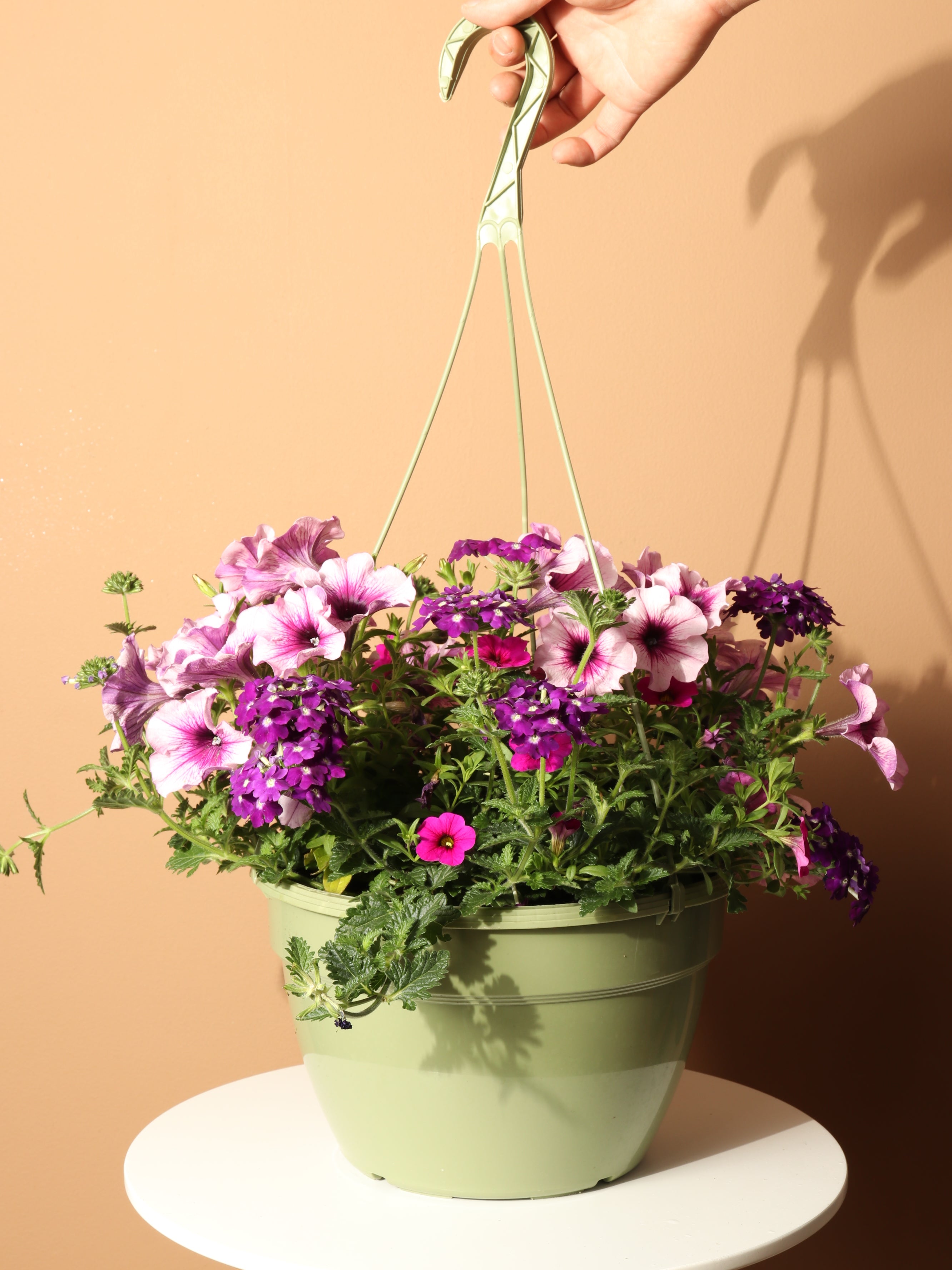 hanging plant with purple and pink flowers Buy Spring Mix (Pink and Purple) Online | Hanging Plant
