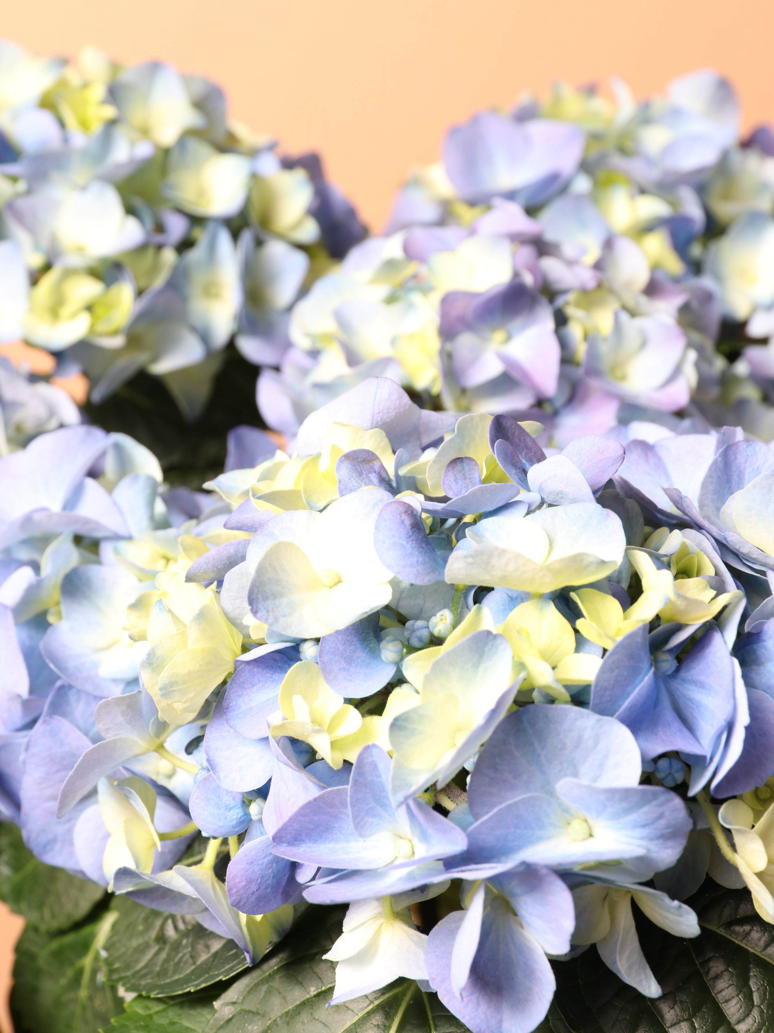 Medium Hydrangea Blue