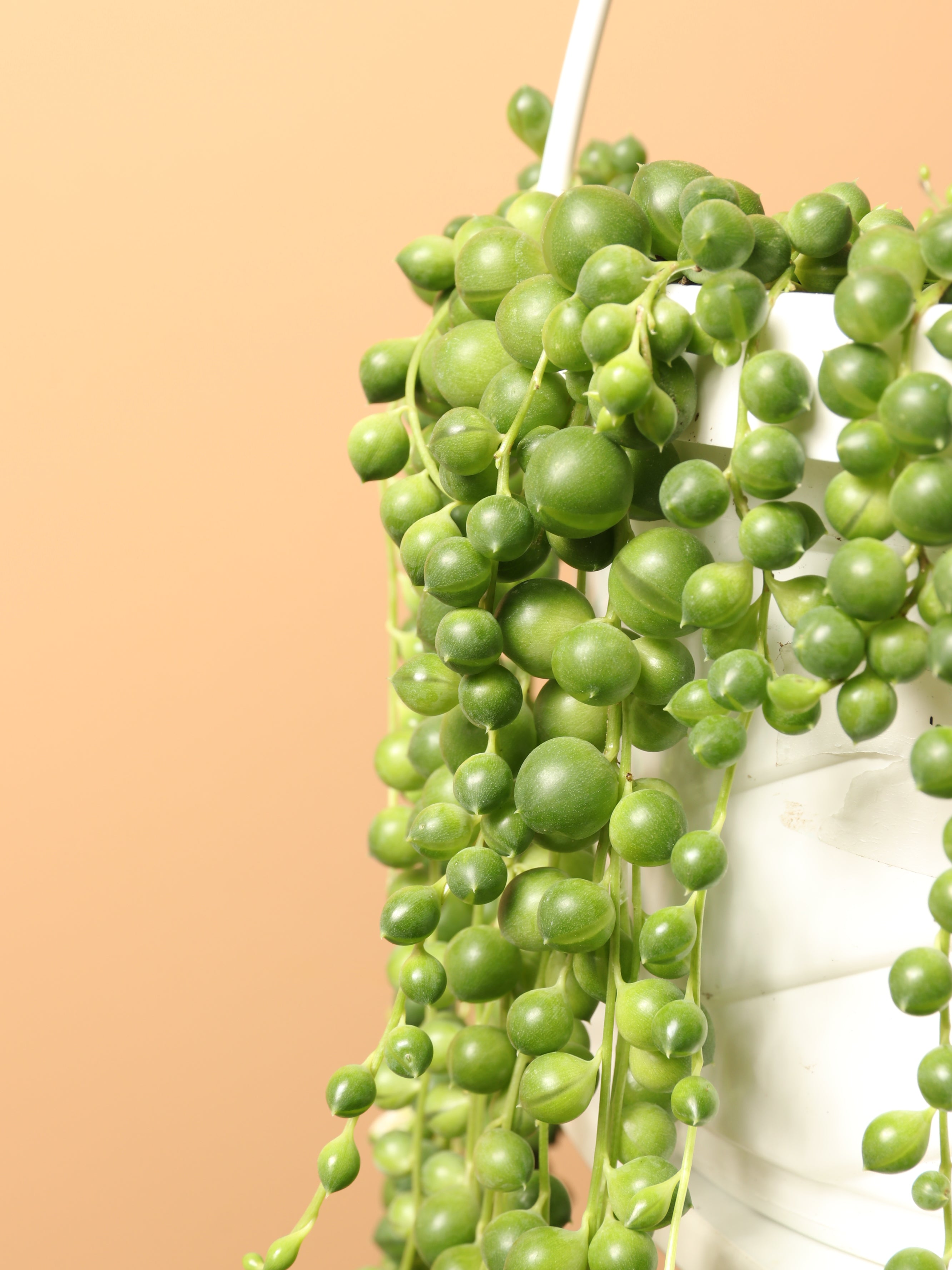 Hanging String of Pearls