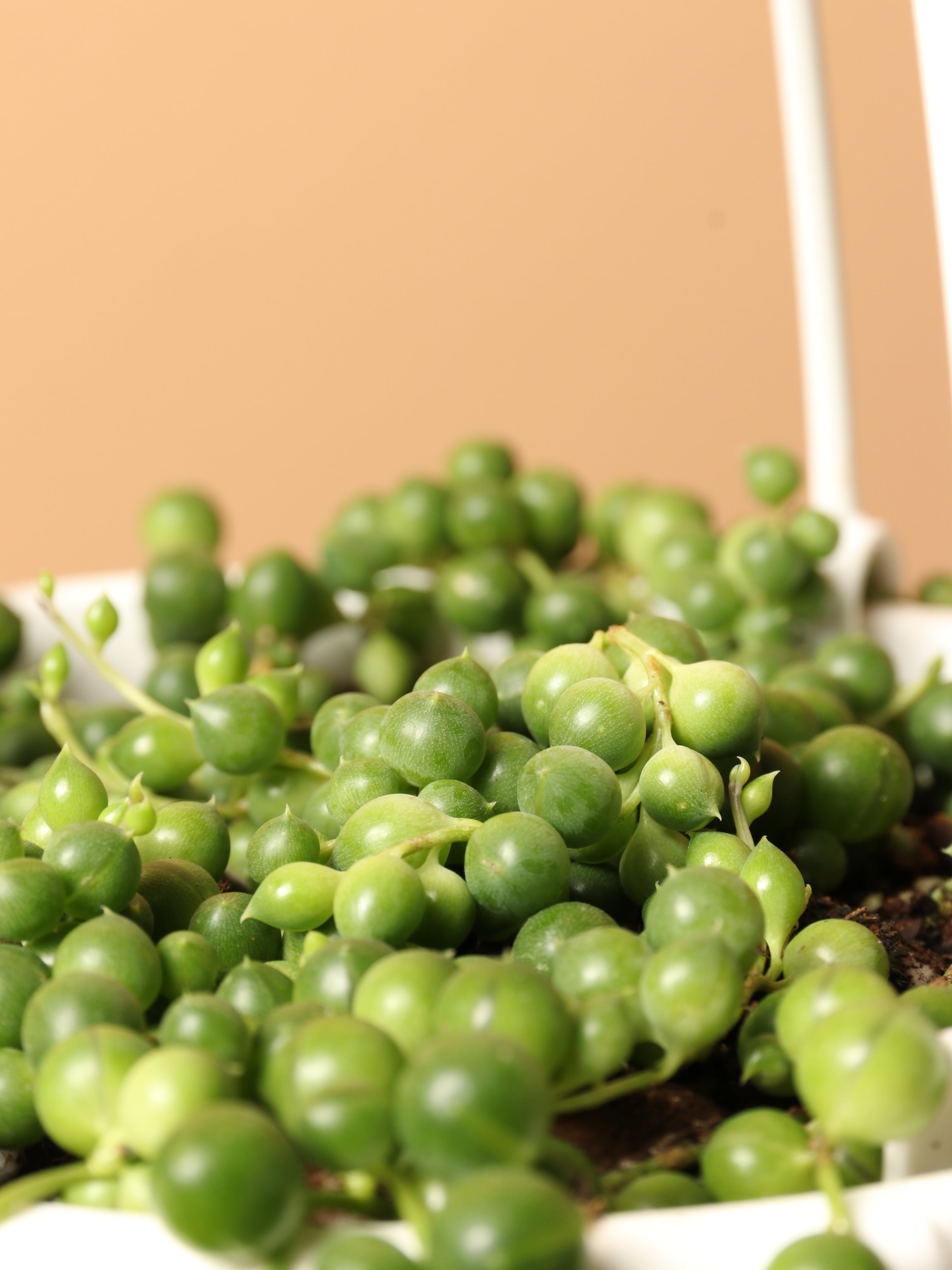 Hanging String of Pearls