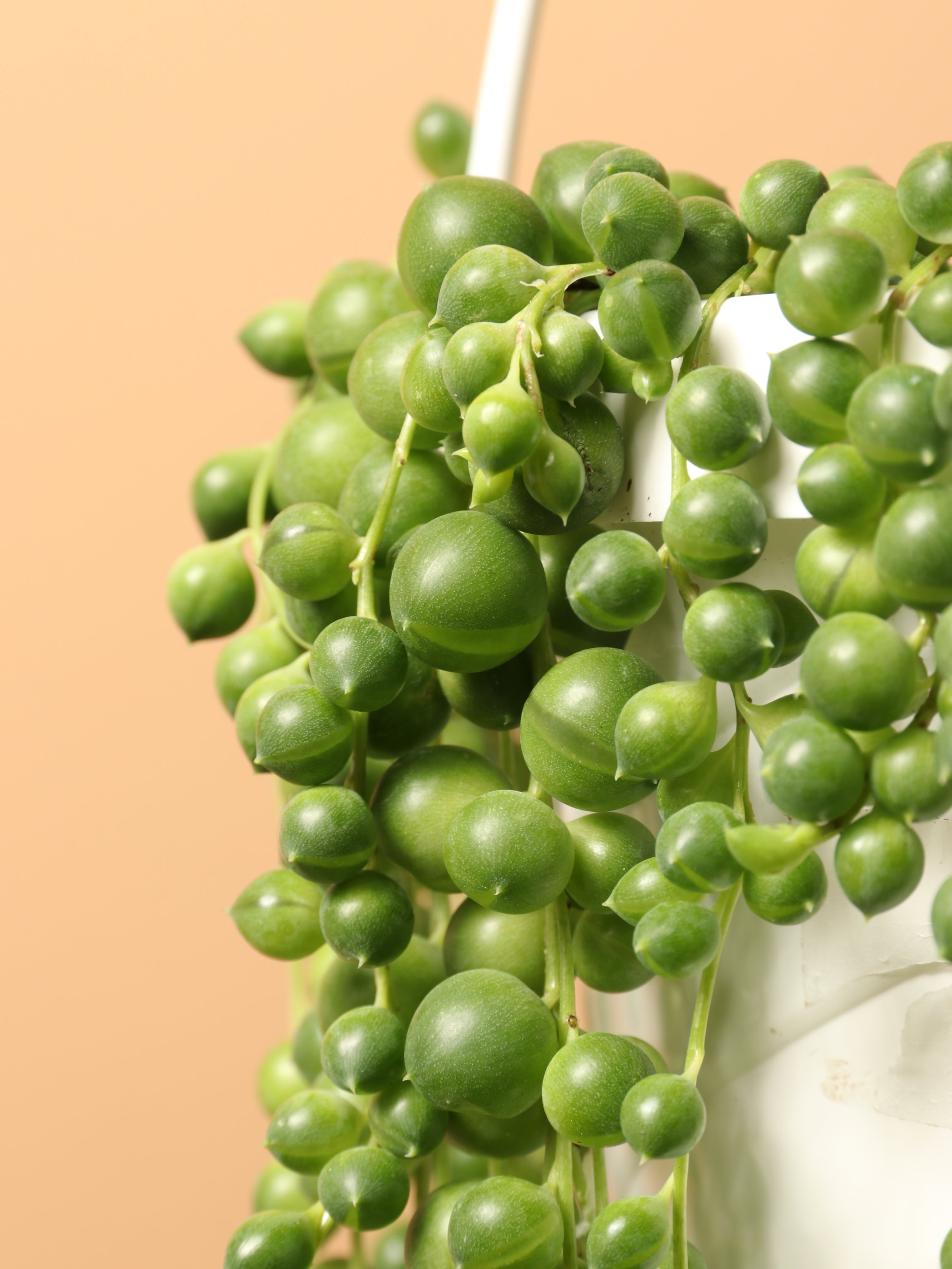 Hanging String of Pearls