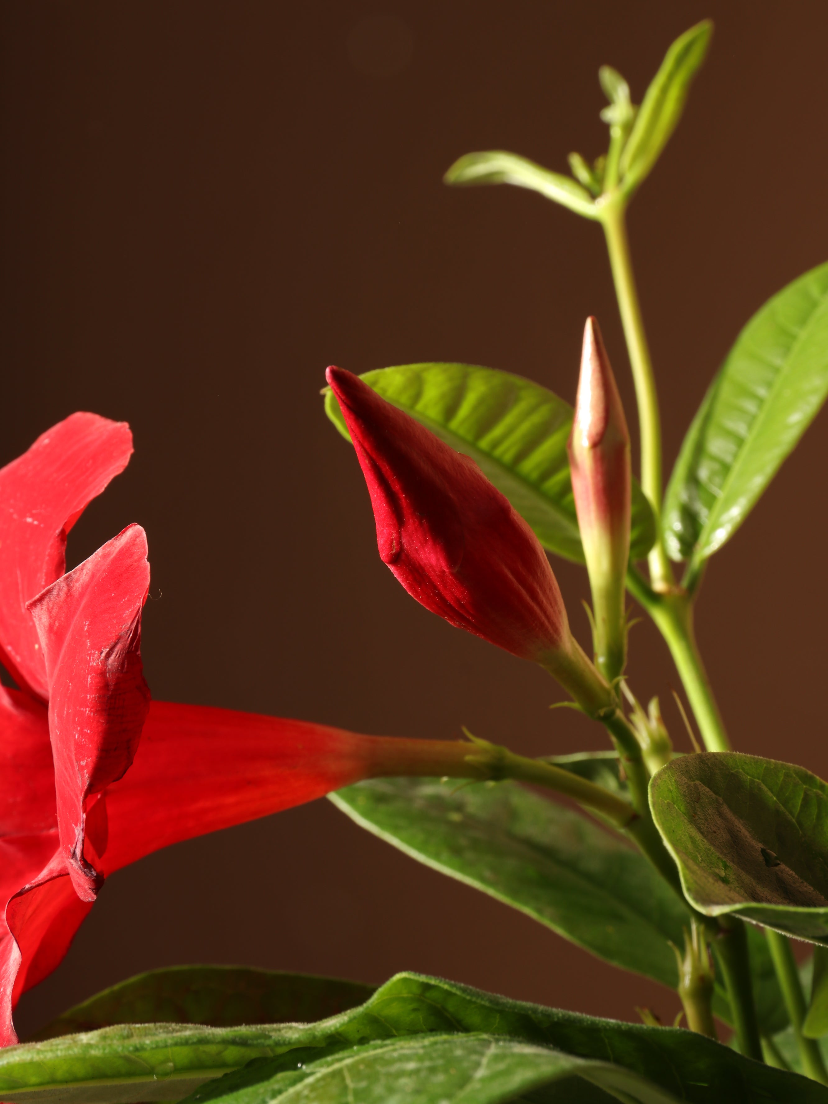 Full Size Mandevilla
