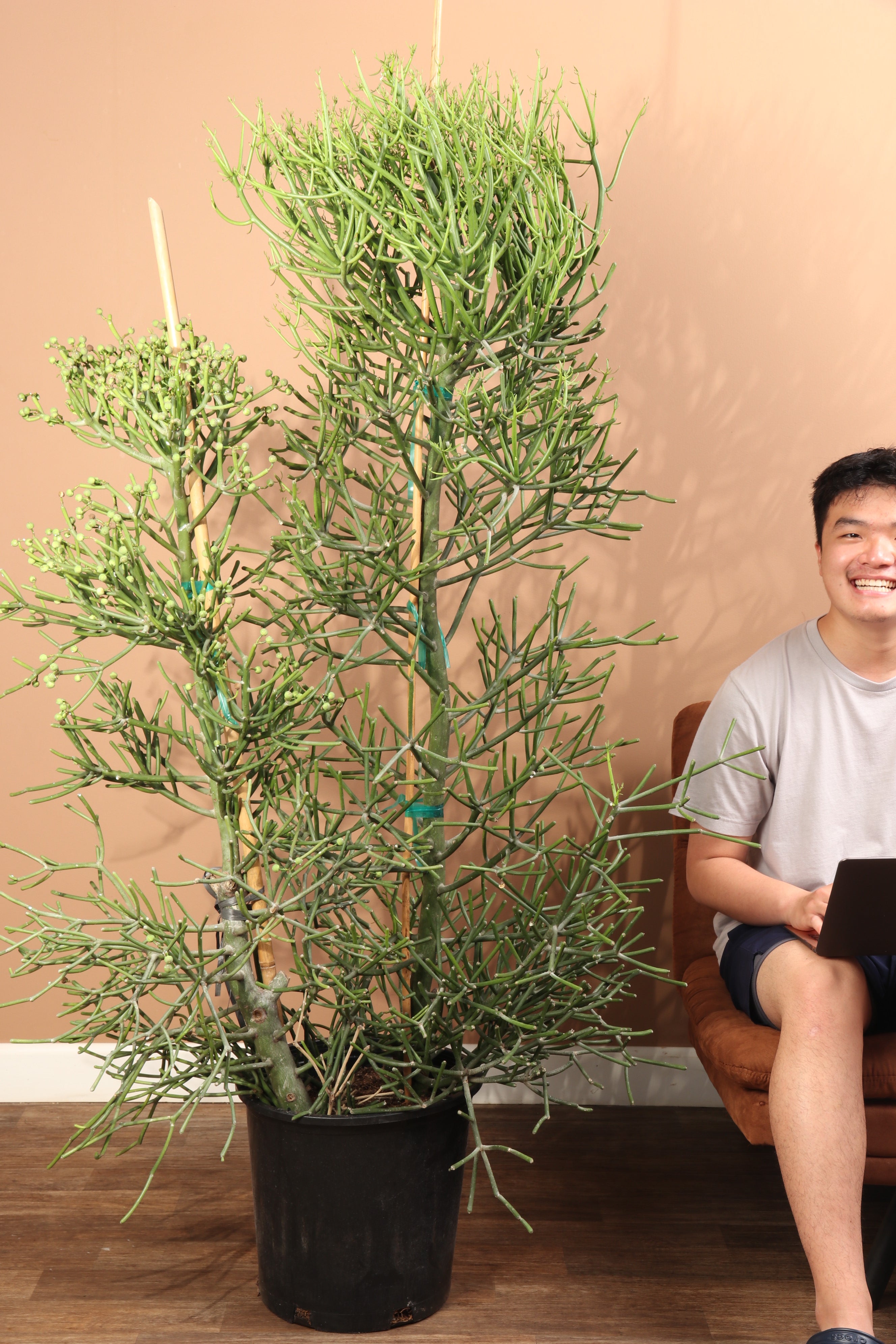 pencil cactus growth rate 6-8ft Pencil Cactus