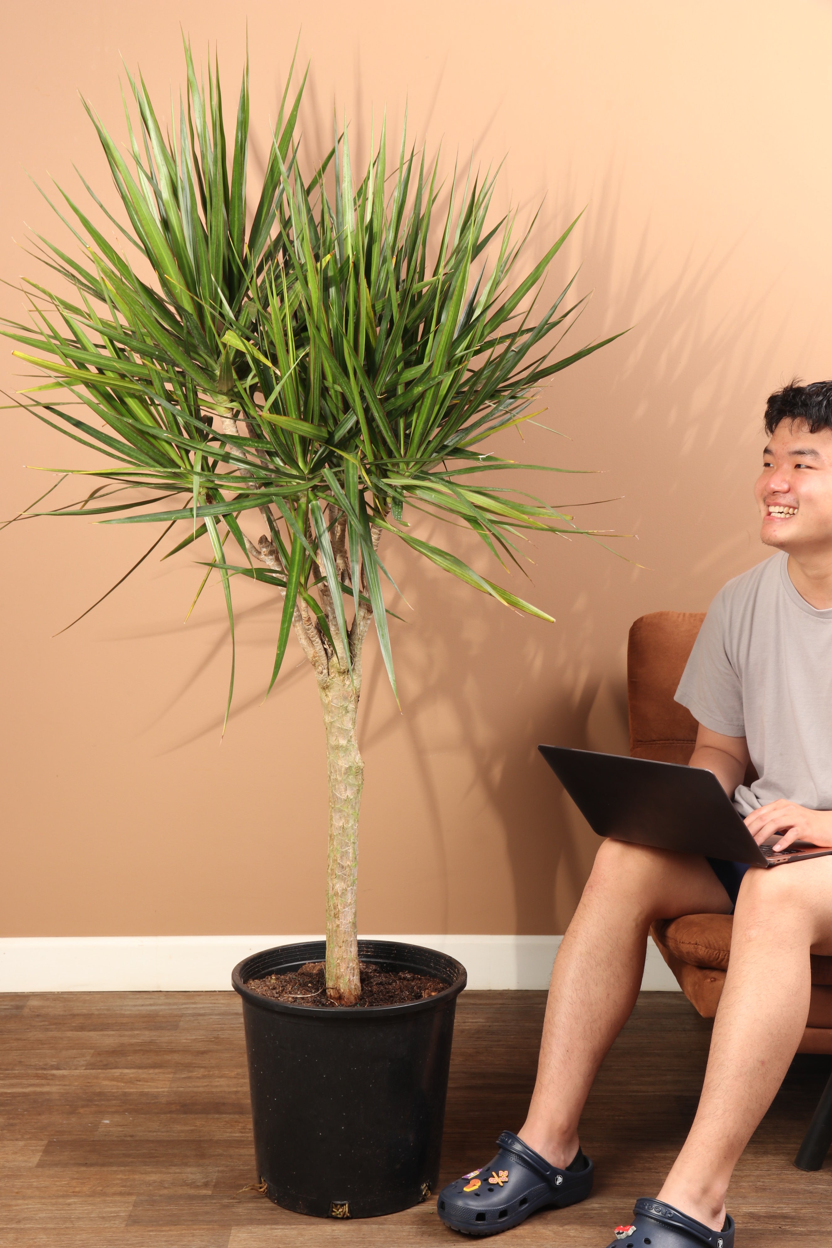 mature dracaena plant 6-8ft Dracaena Marginata Stump