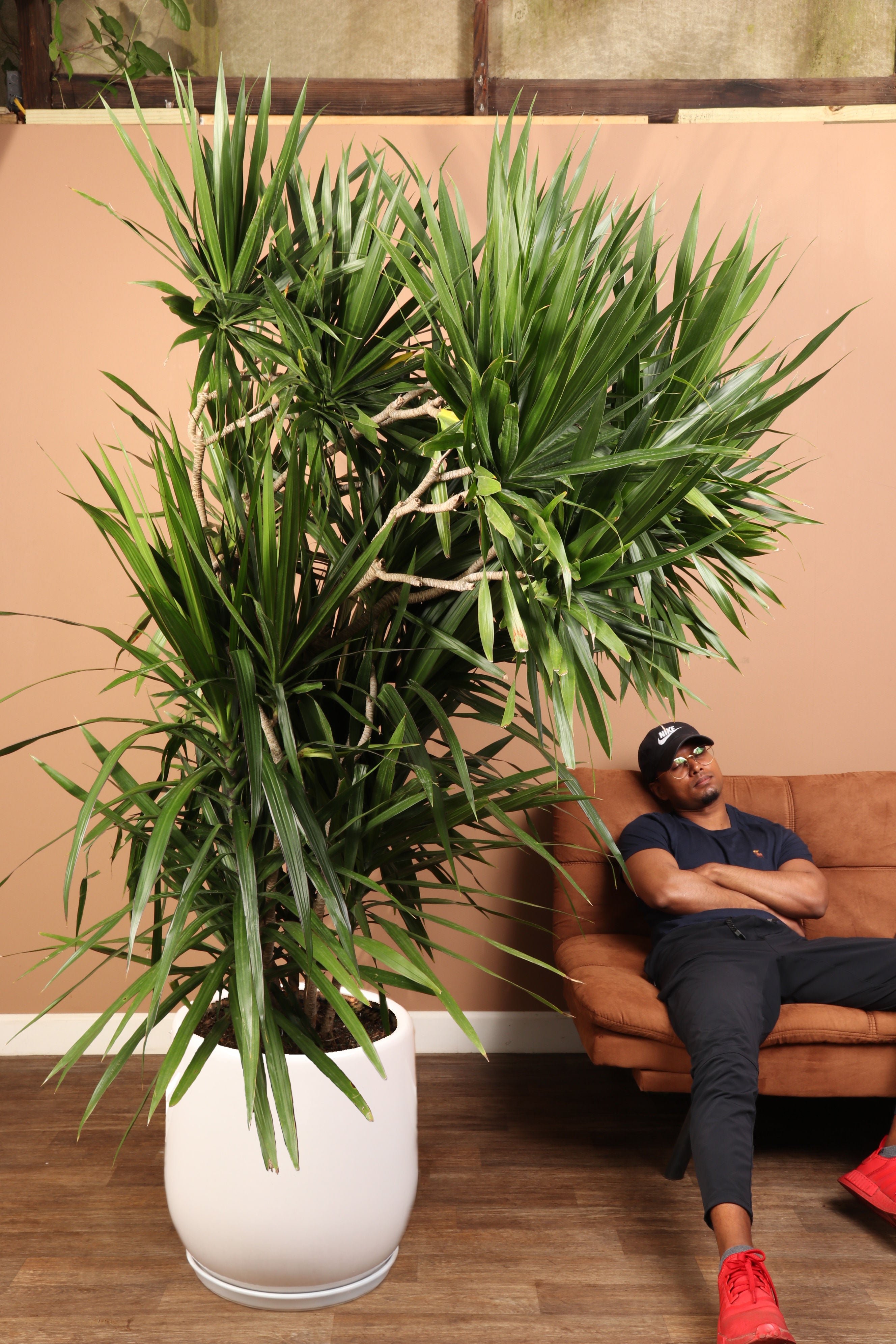 dracaena marginata tarzan Dracaena, 10in, Tarzan Staggered