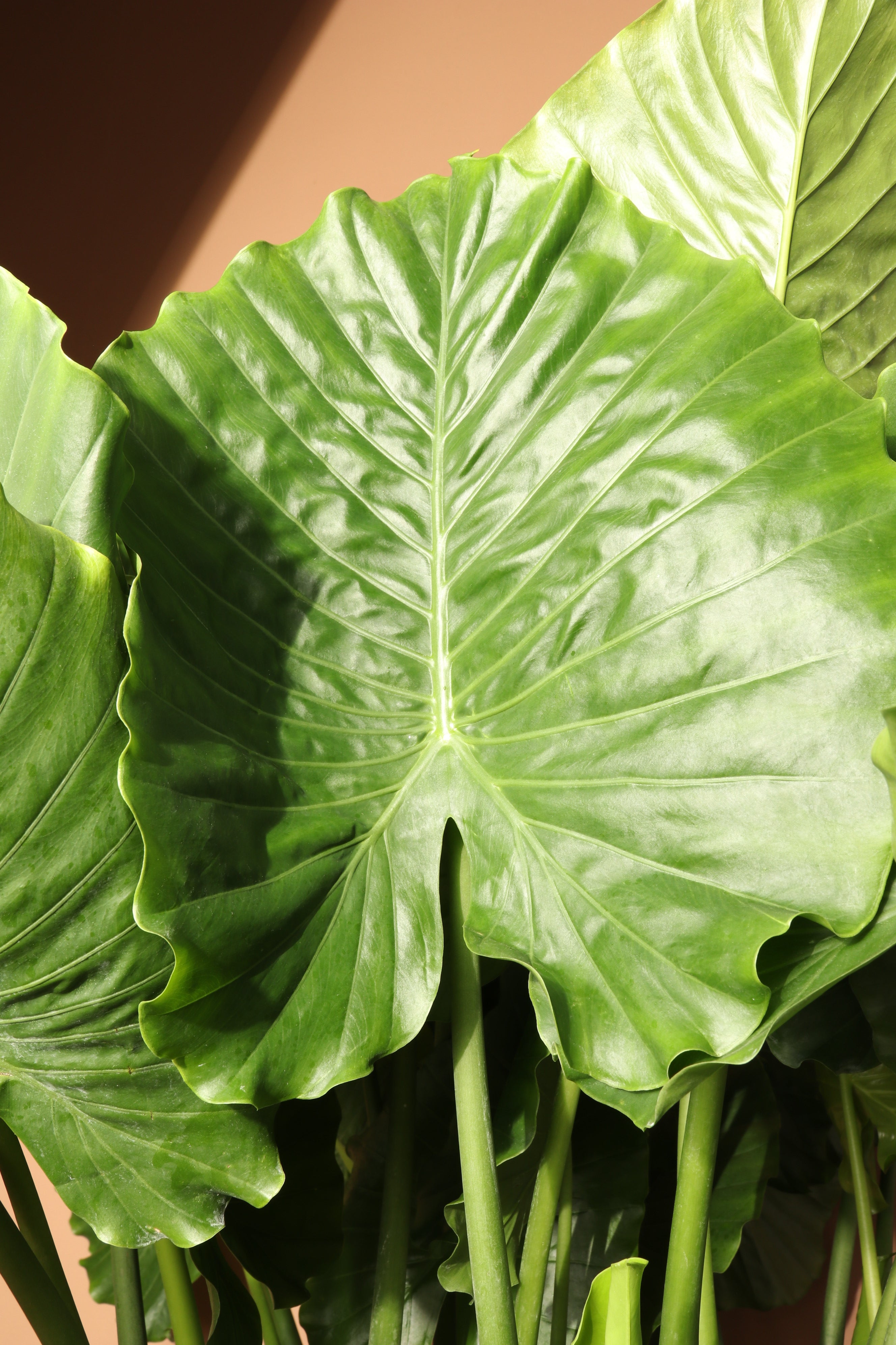 Full Size Alocasia &
