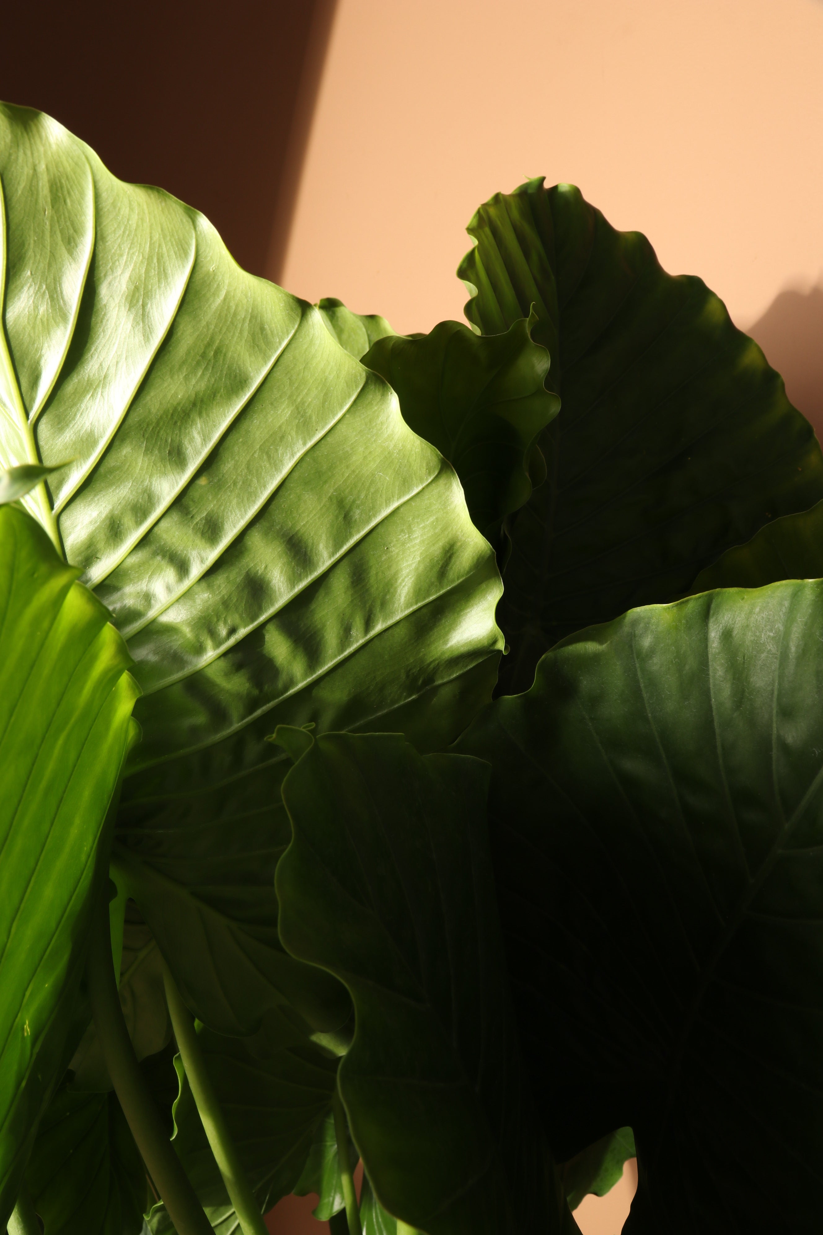 Full Size Alocasia &