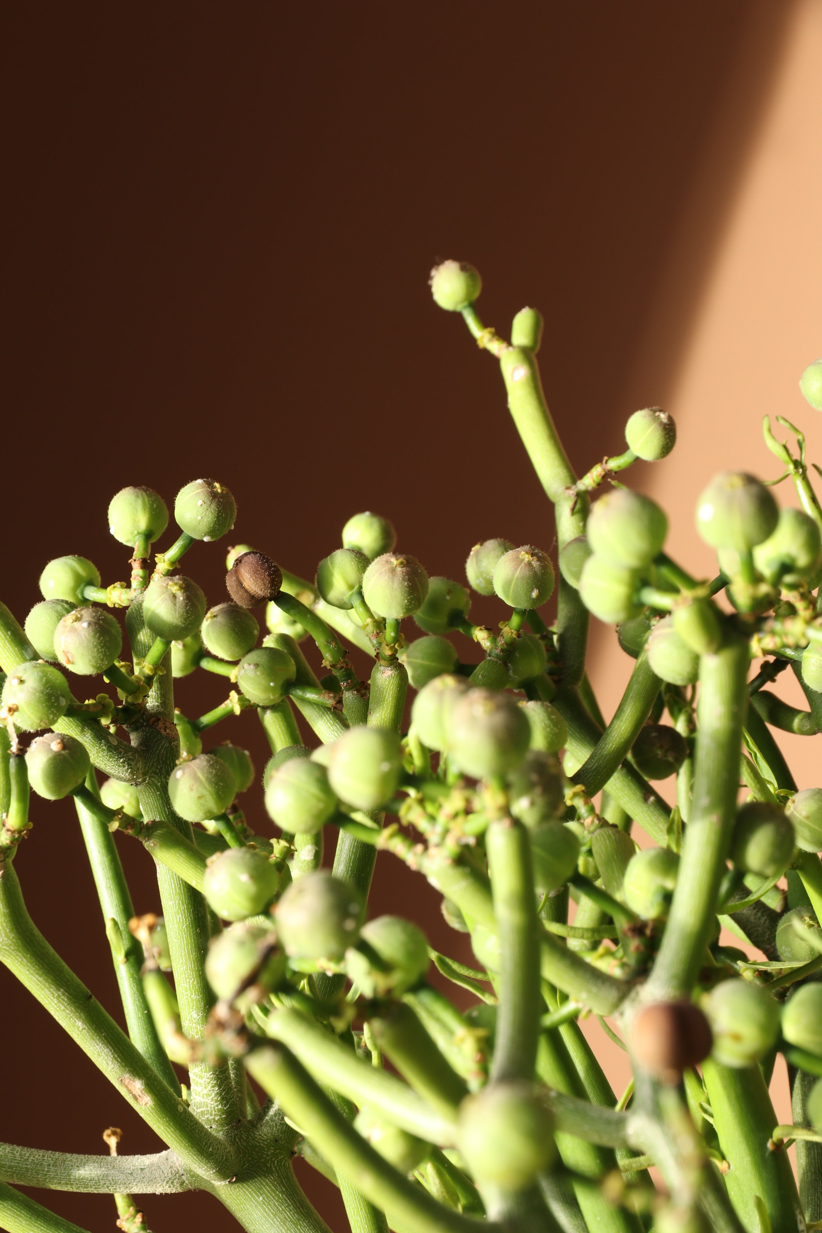 Full Size Pencil Cactus