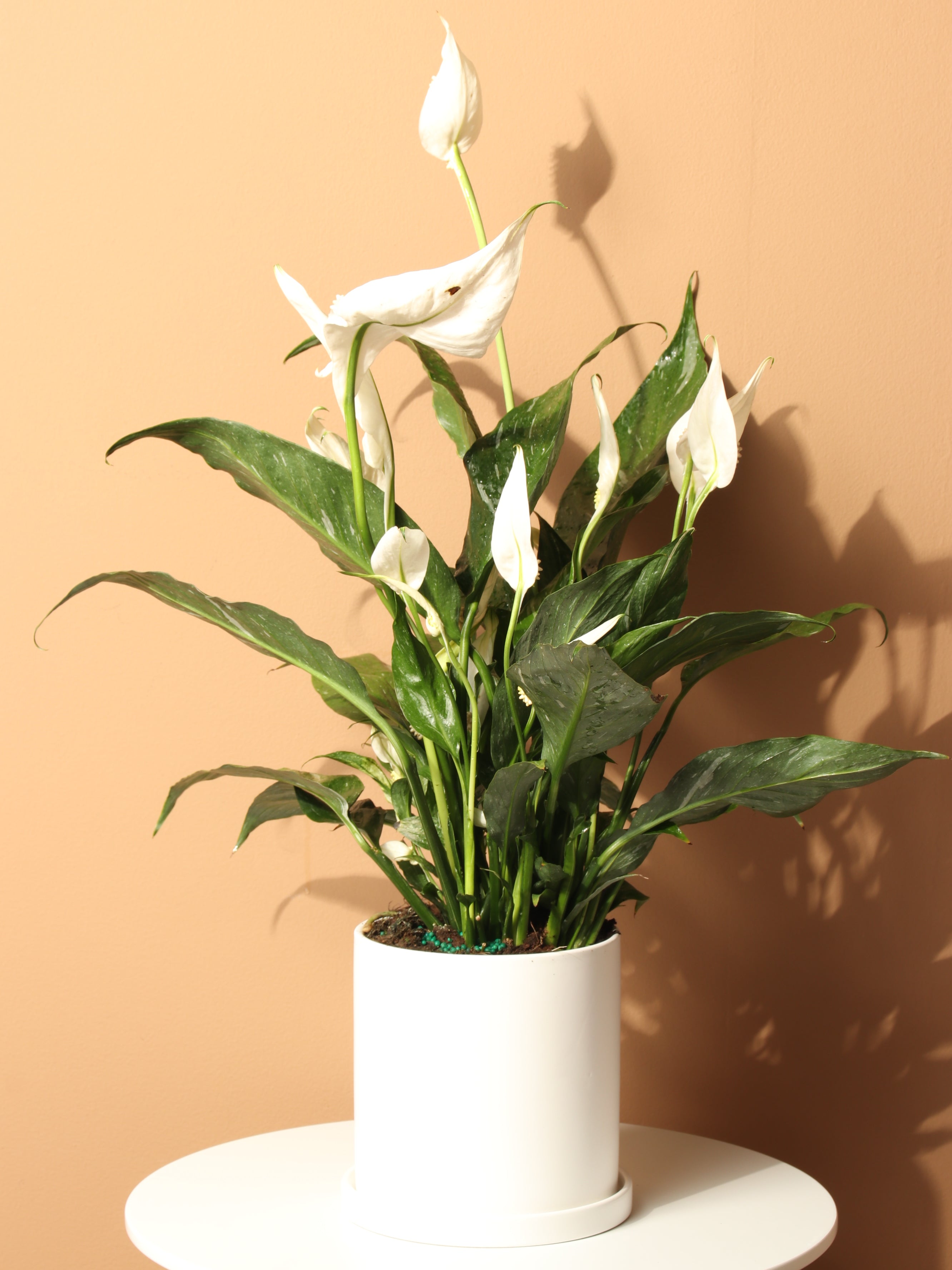 peace lily yellow flower Peace Lily