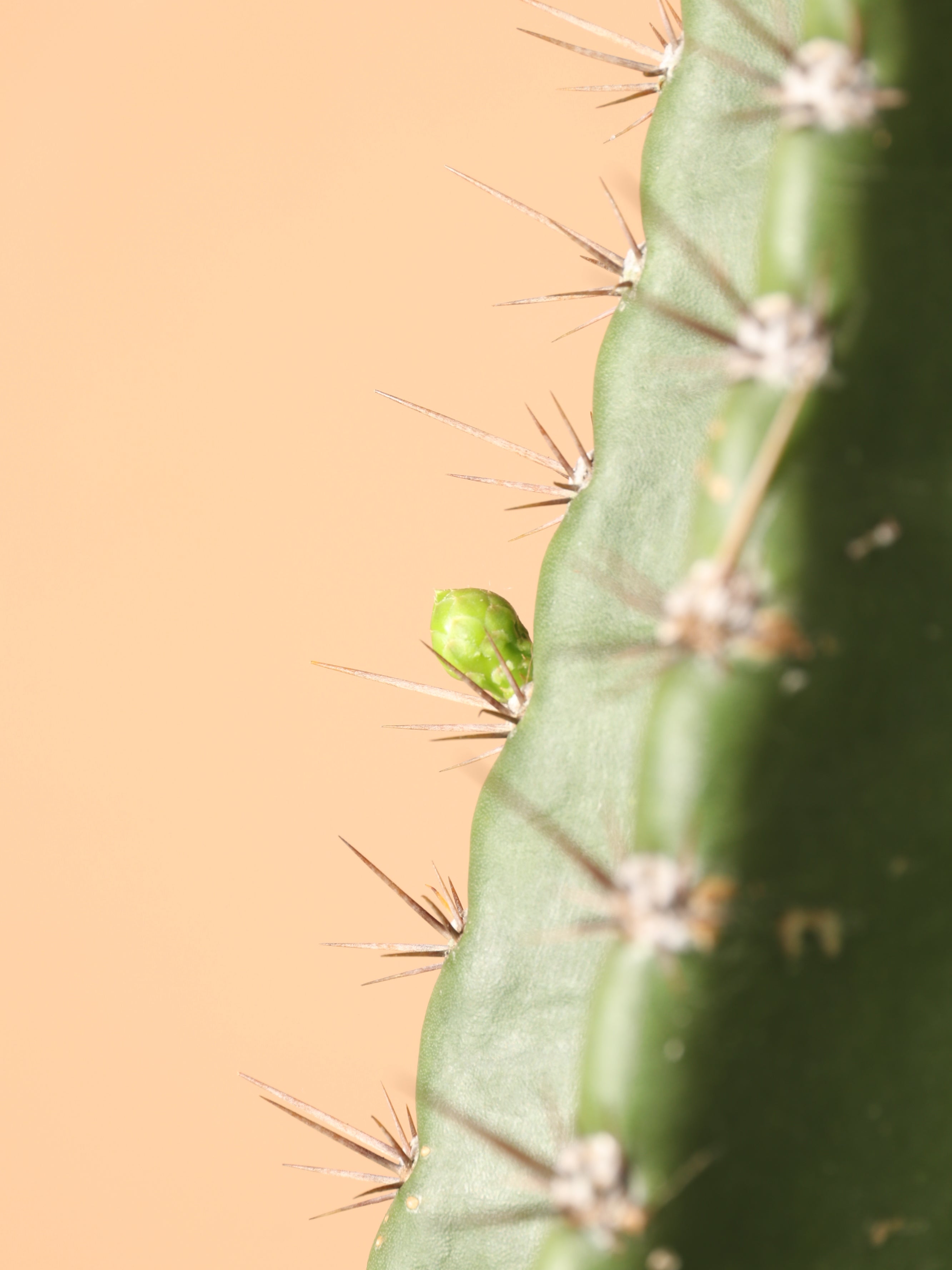Full Size Peruvian Cactus
