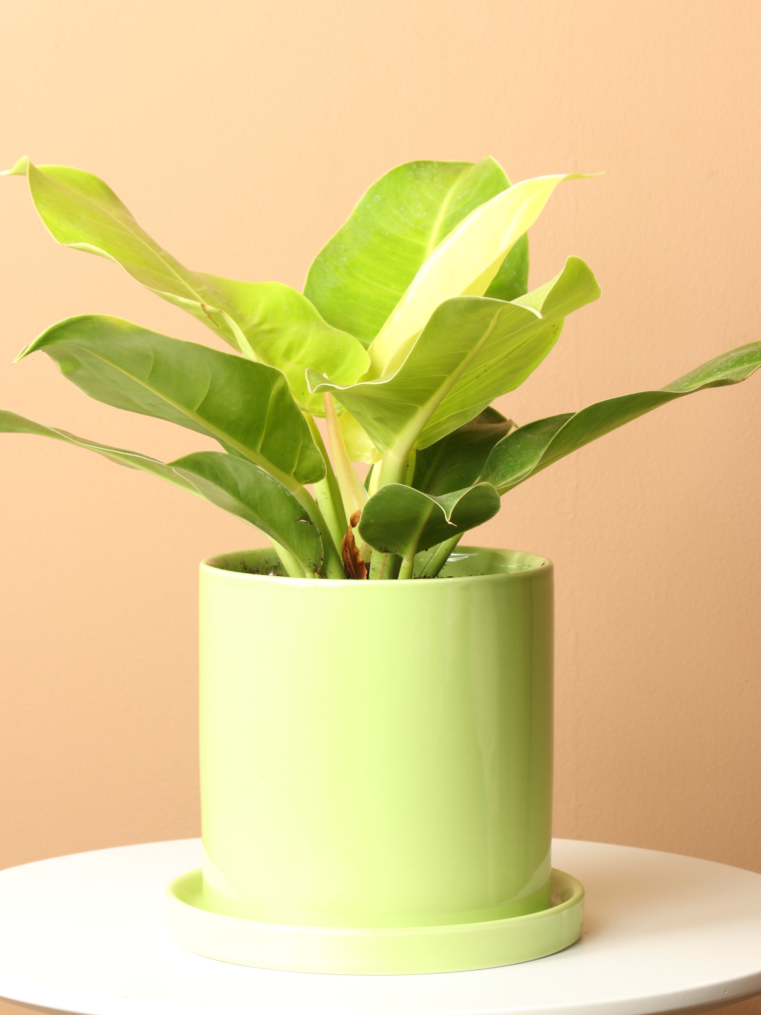 upright philodendron lemon lime Buy Philodendron 'Lemon Lime' (Long Leaf) Online