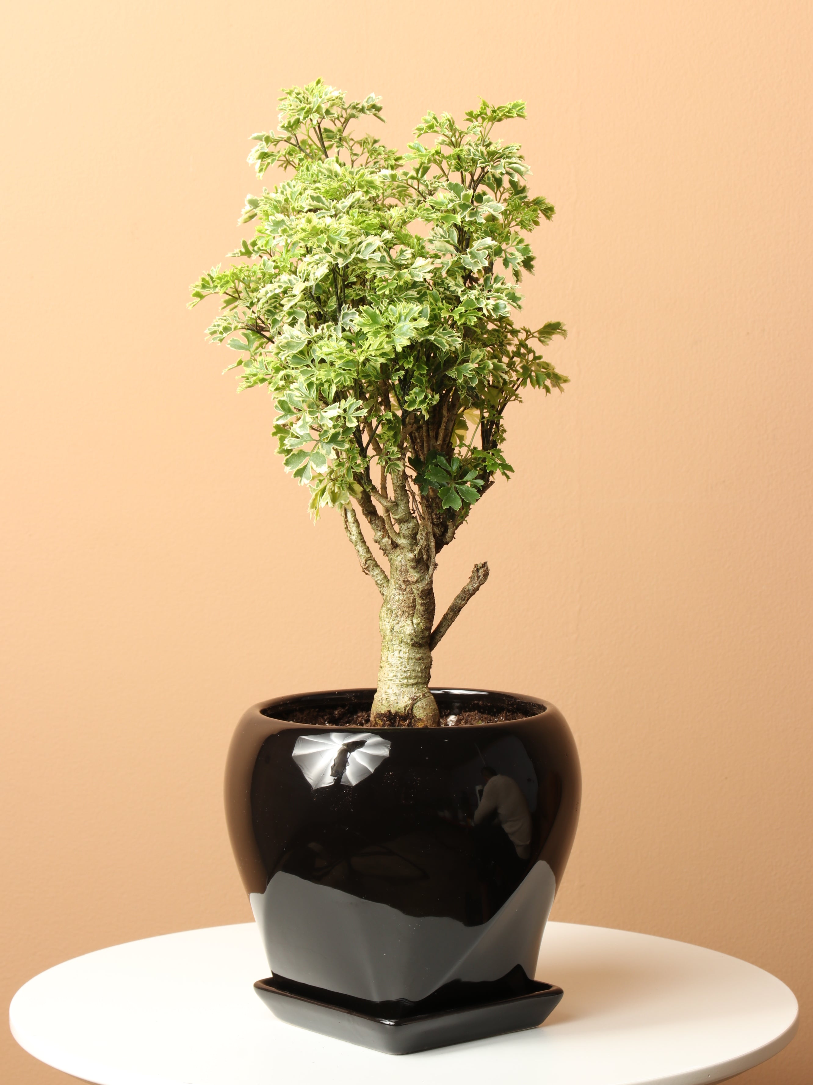 Medium Ming Aralia 'Snowflake' – Dahing Plants