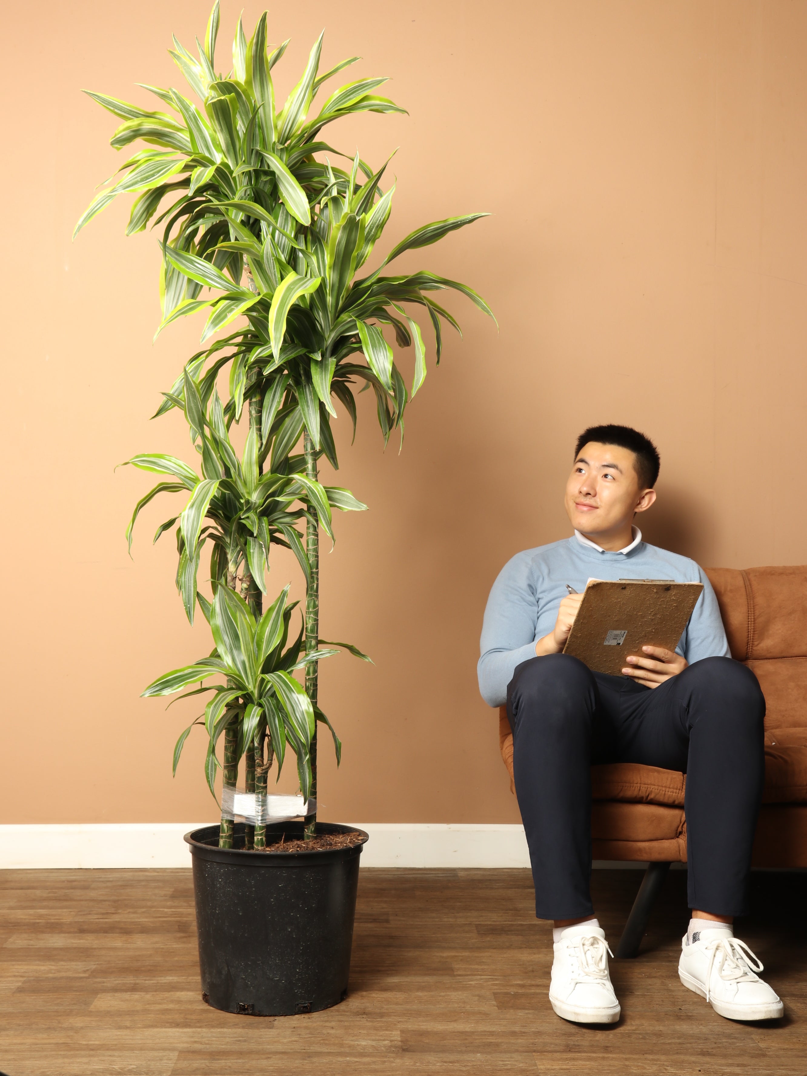 large dracaena warneckii 6-8ft Dracaena Warneckii 'Lemon Lime' Cane