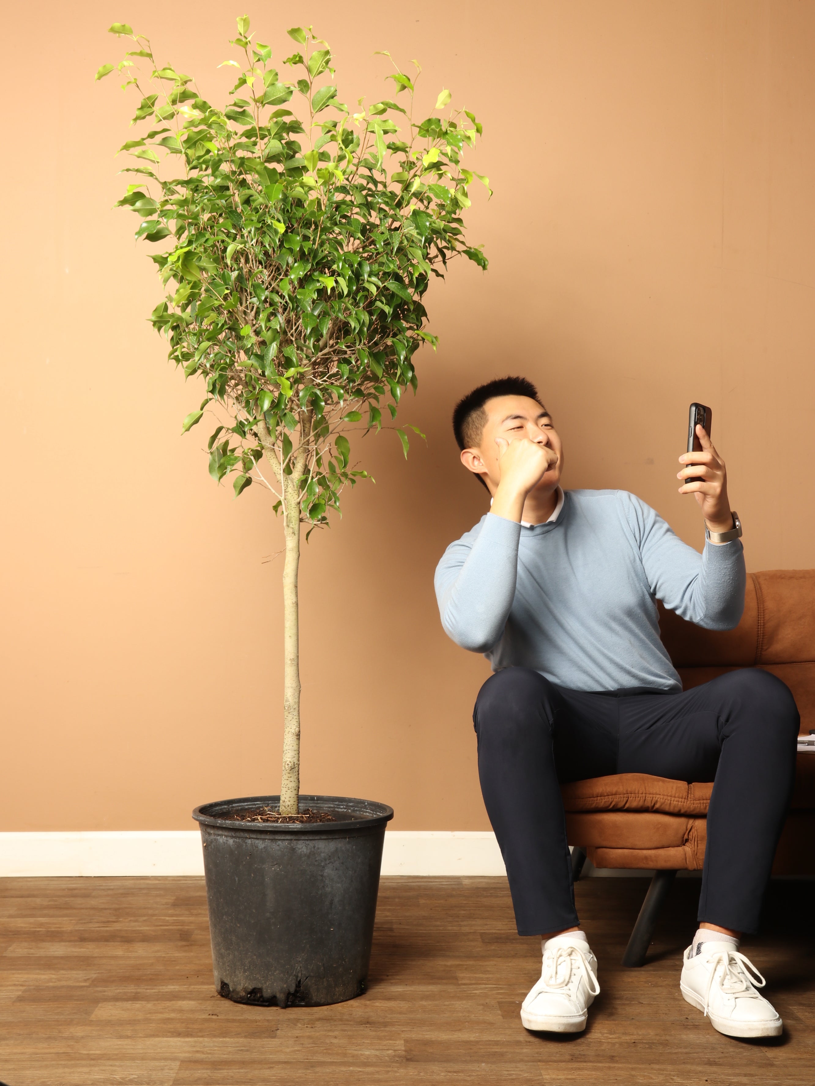 ficus benjamina indoor plant 6-8ft Ficus Benjamina – Dahing Plants