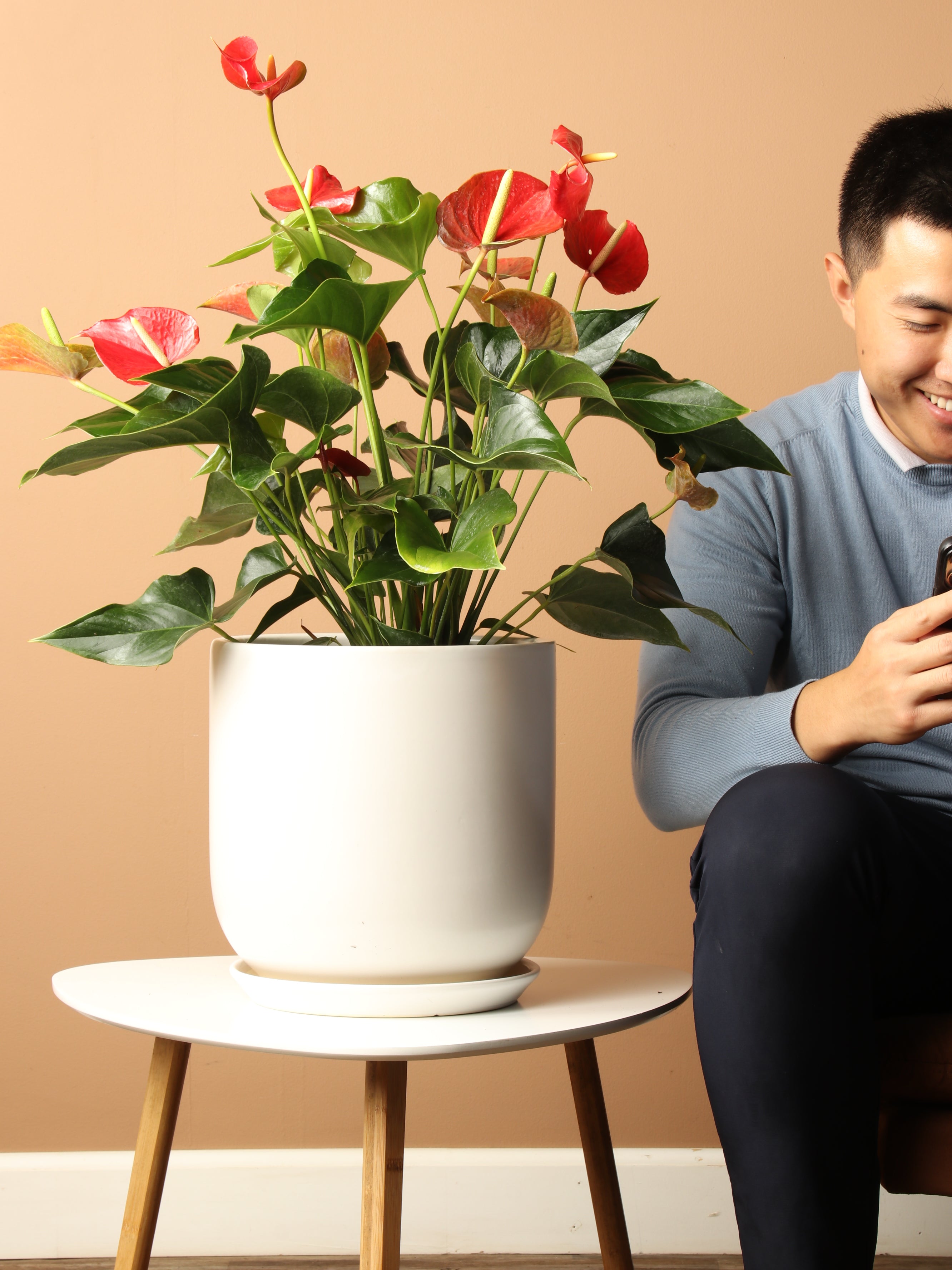 anthurium rolorante Buy Large Red Anthurium Online | Large Indoor Plant
