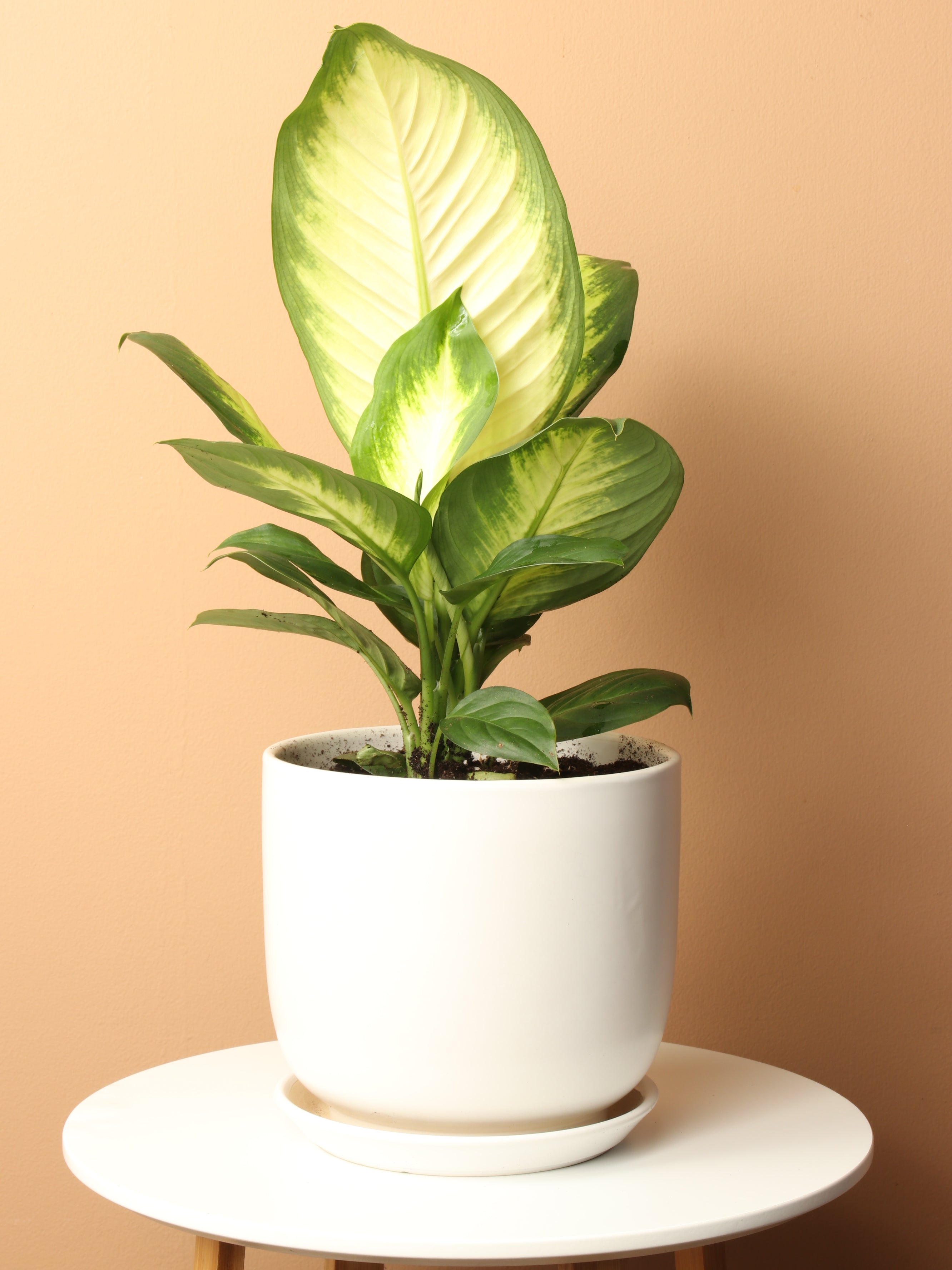 Medium Dieffenbachia &