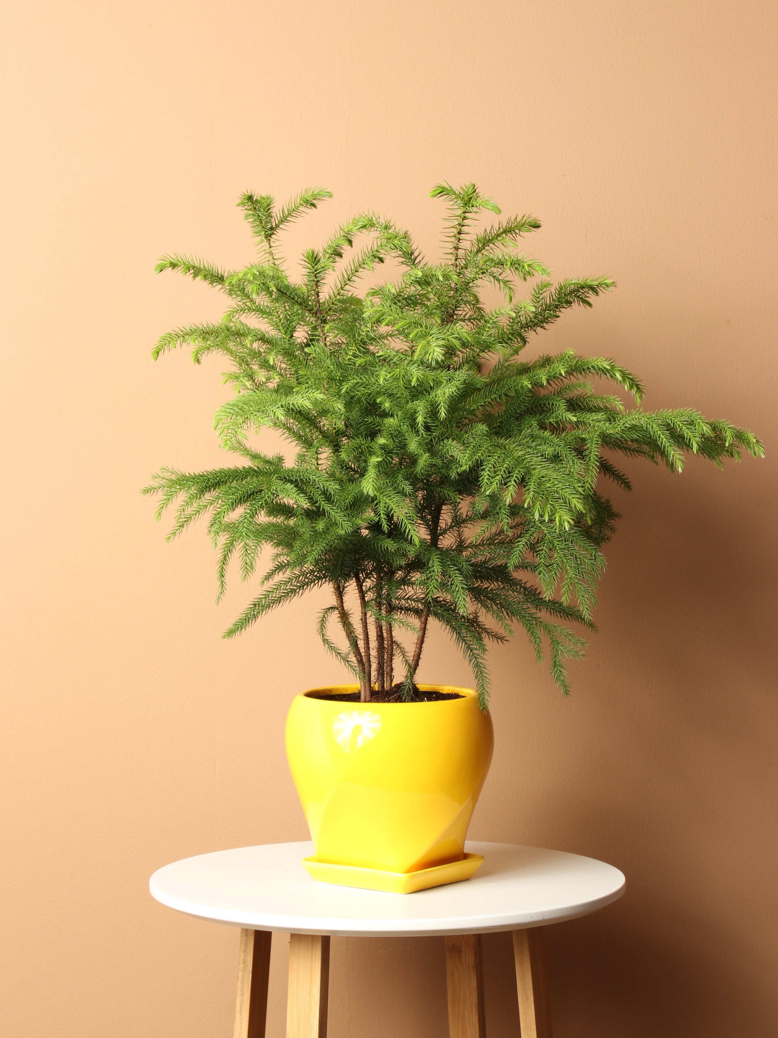 Tabletop Christmas Tree (Norfolk Island Pine) – Dahing Plants