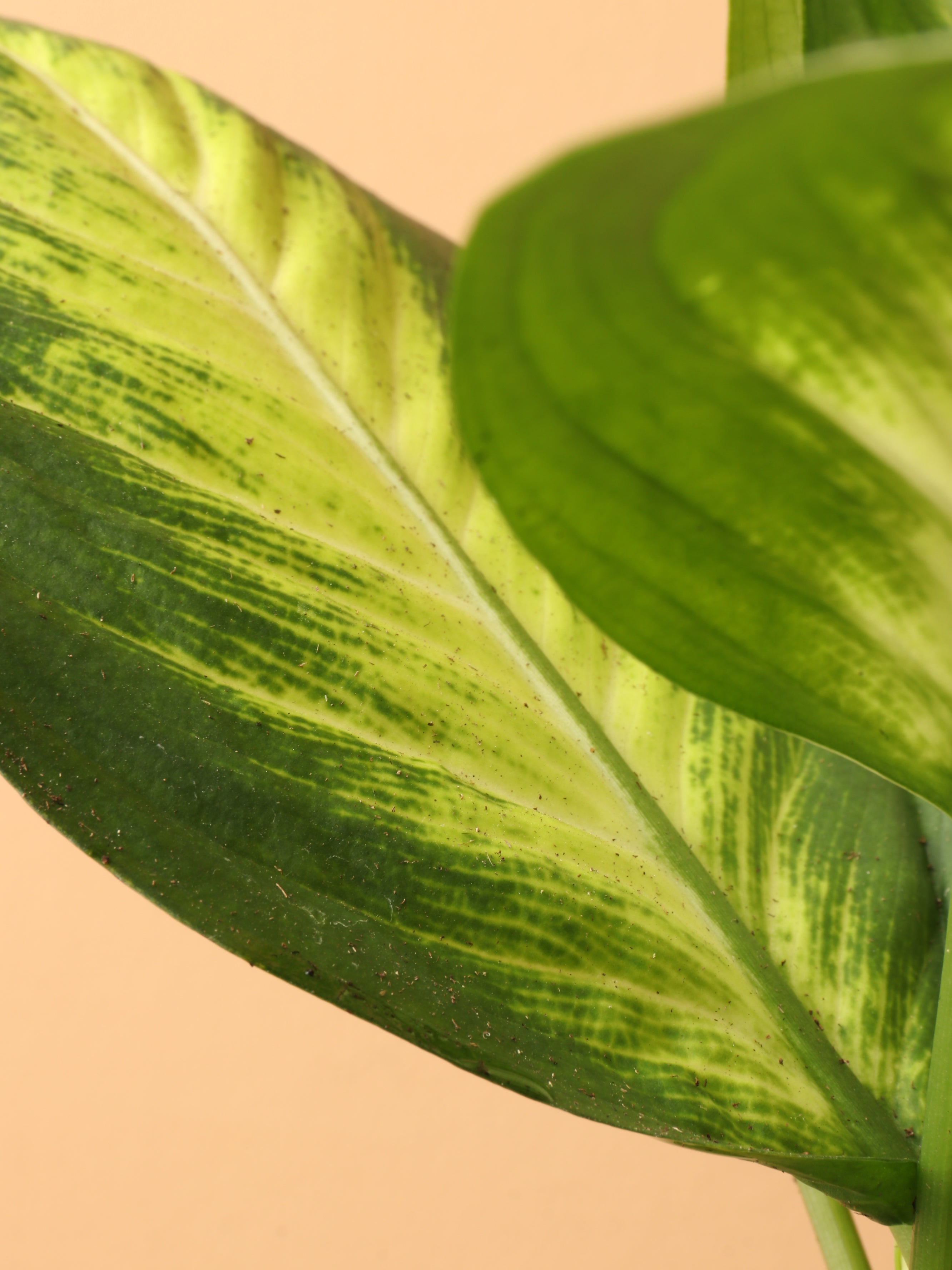 Medium Dieffenbachia &