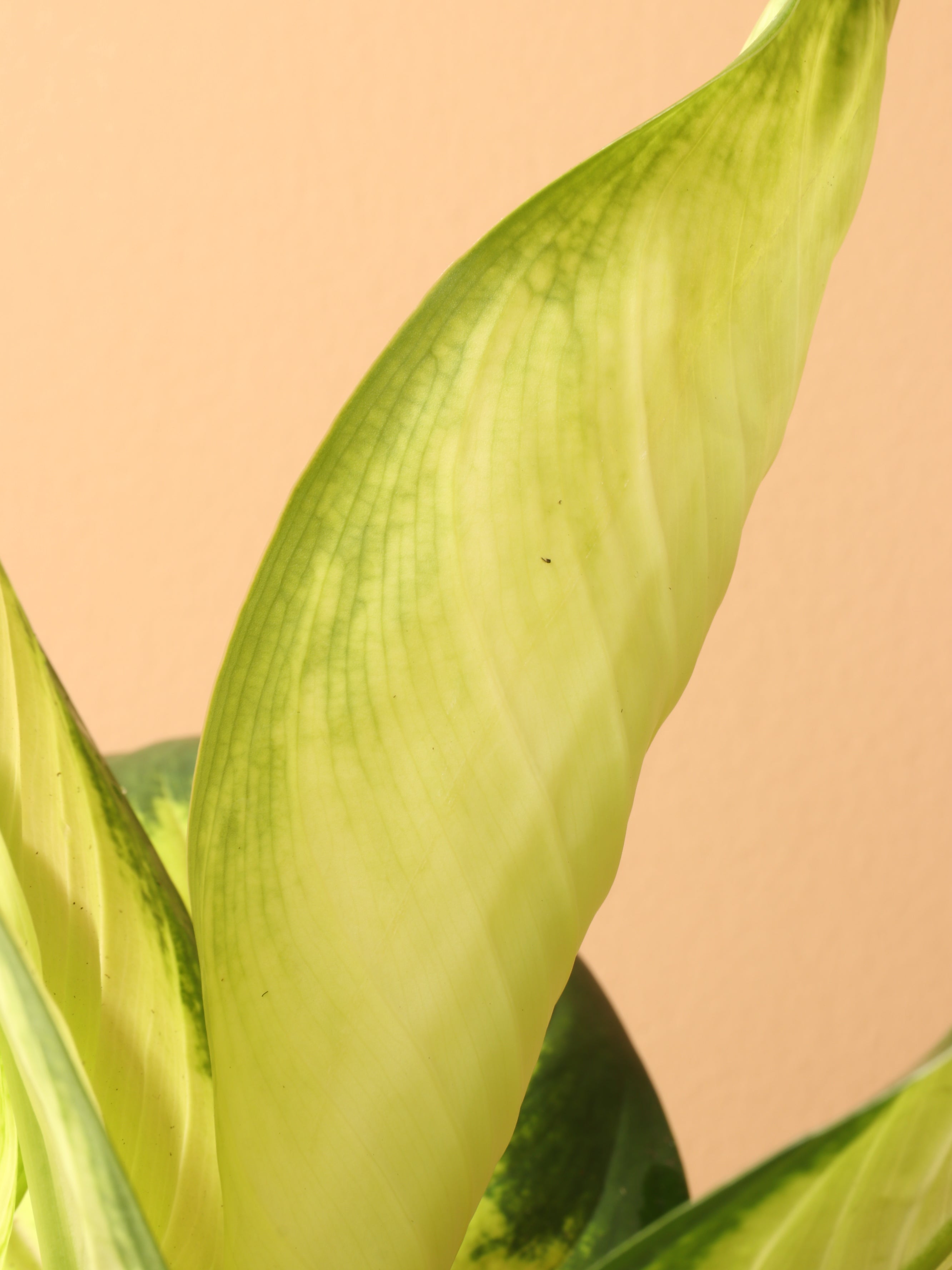 Medium Dieffenbachia &