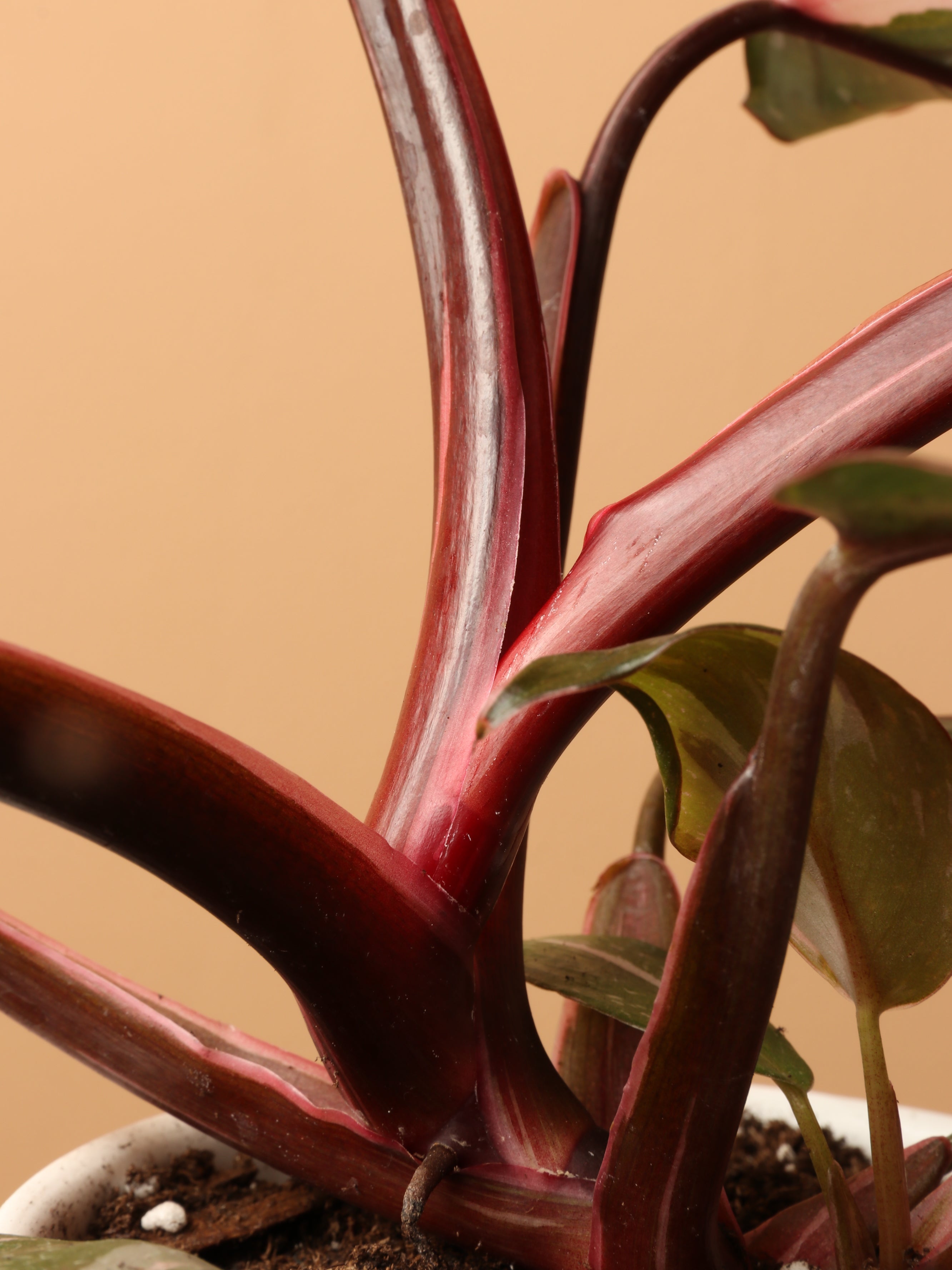 Small Philodendron &