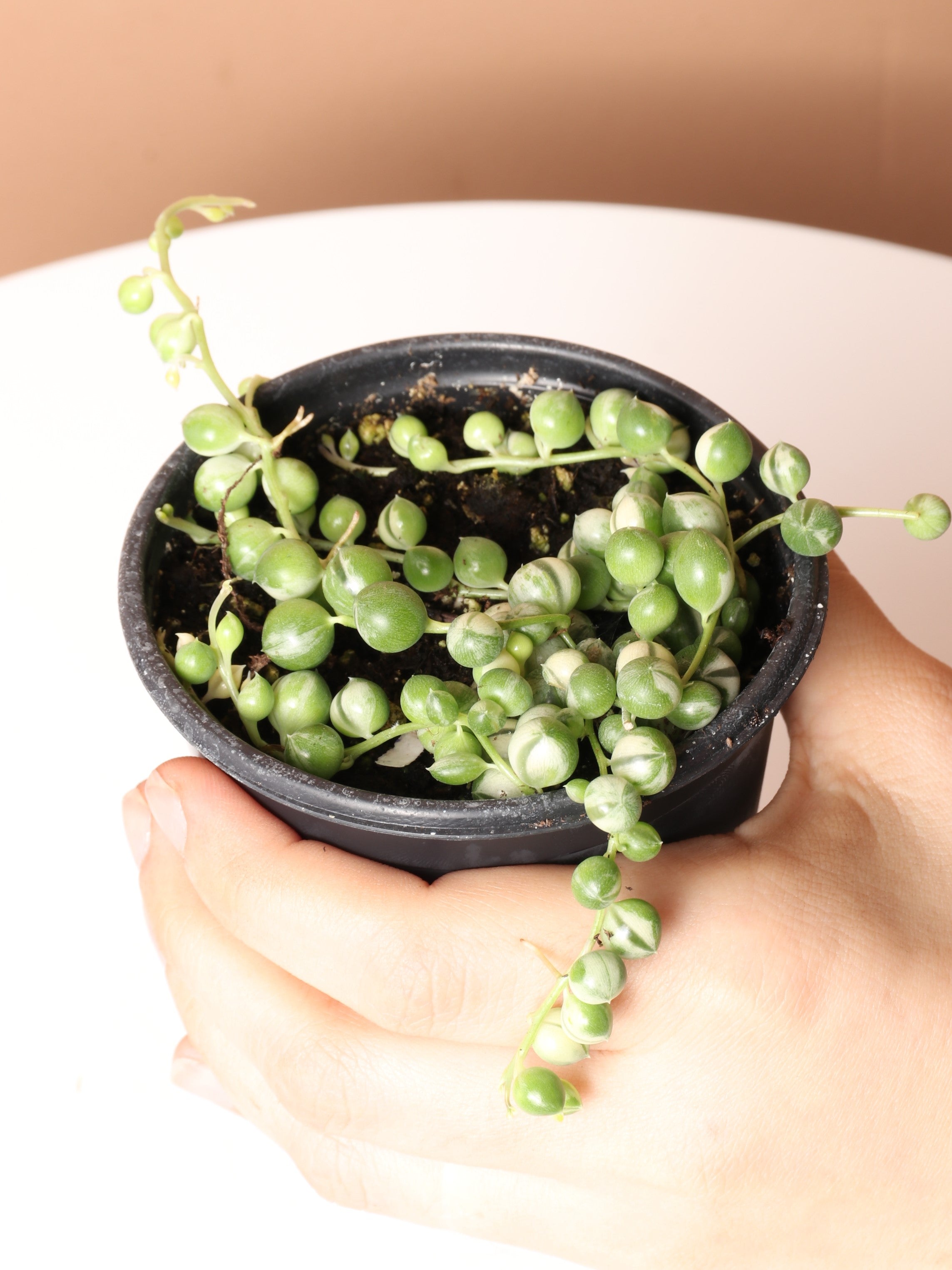Variegated String of Pearls / Senecio rowleyanus f. variegatus 1 Plant