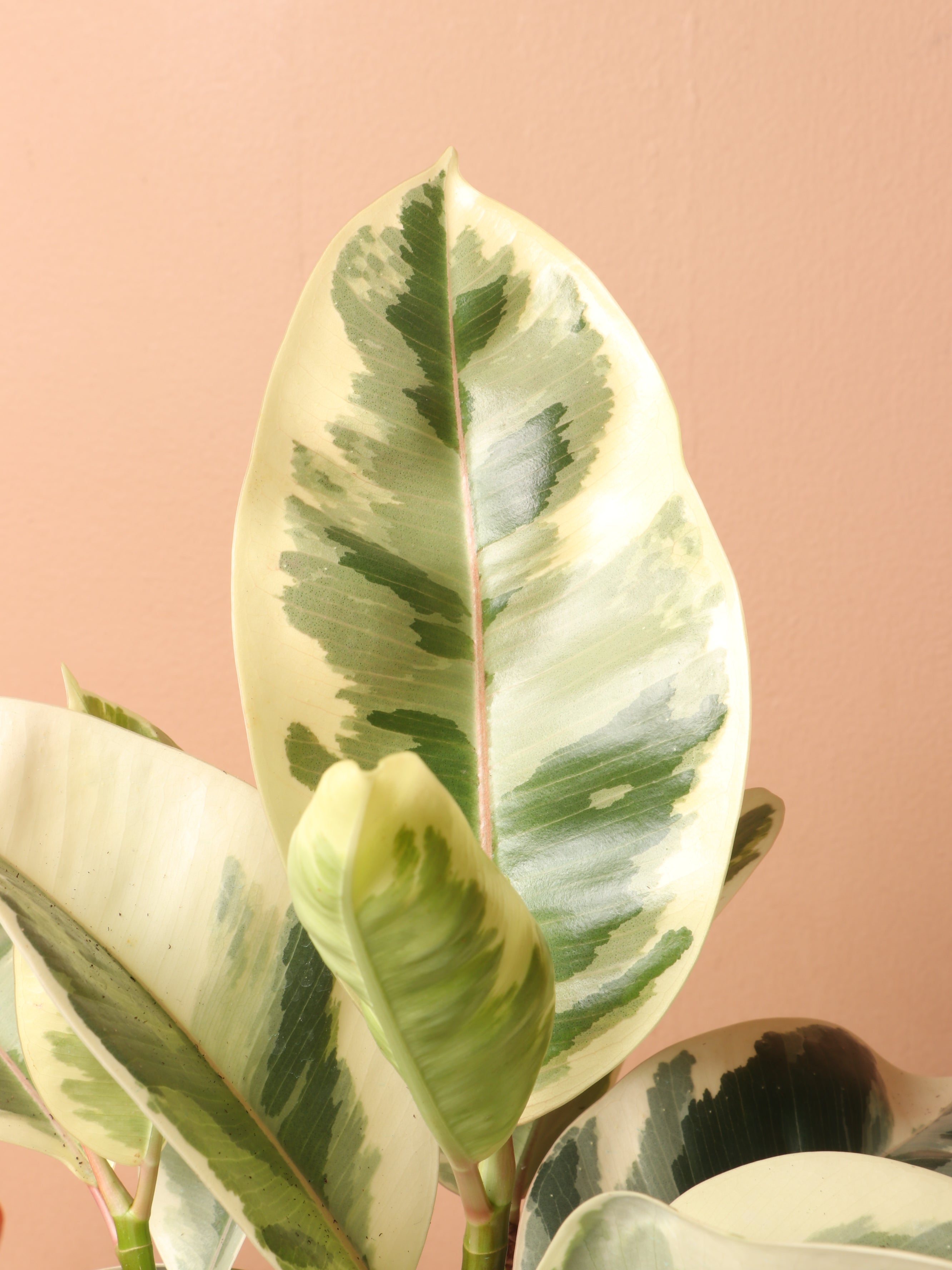 Medium Ficus &