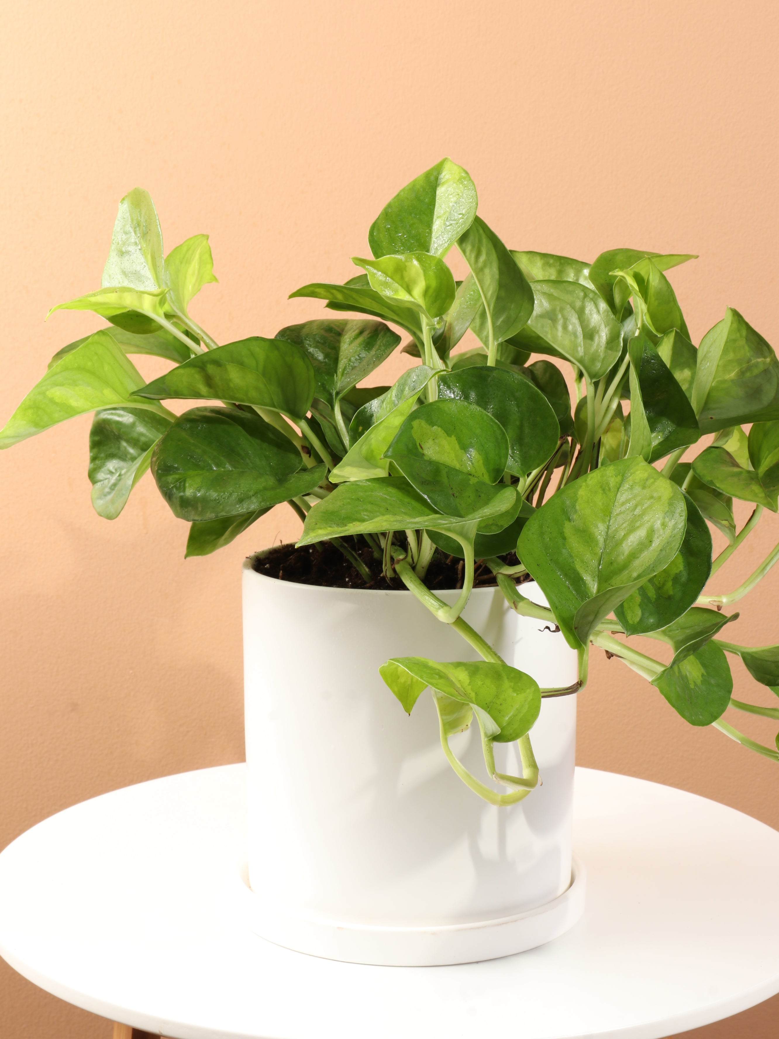 global green pothos with white Medium Global Green Pothos – Dahing Plants