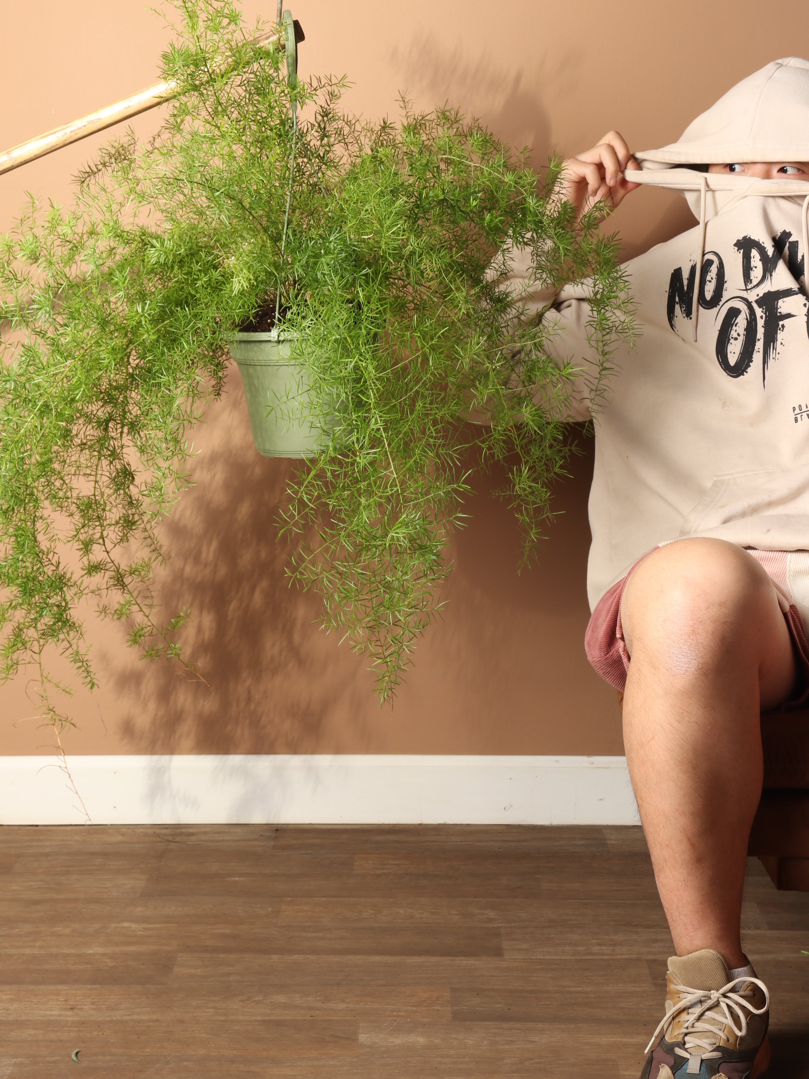 asparagus hanging plant Hanging Asparagus Fern