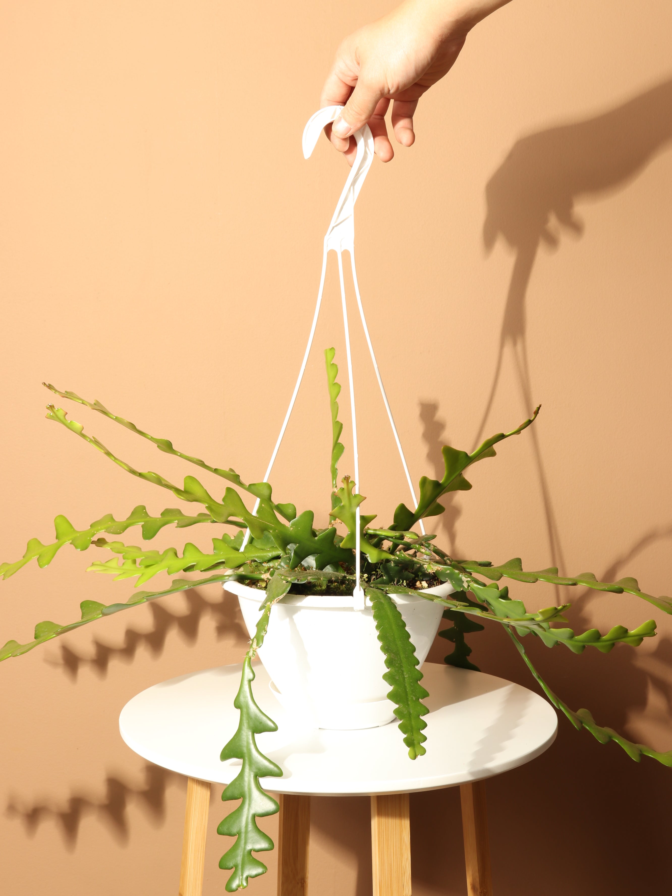 hanging cactus plant Hanging Fishbone Cactus