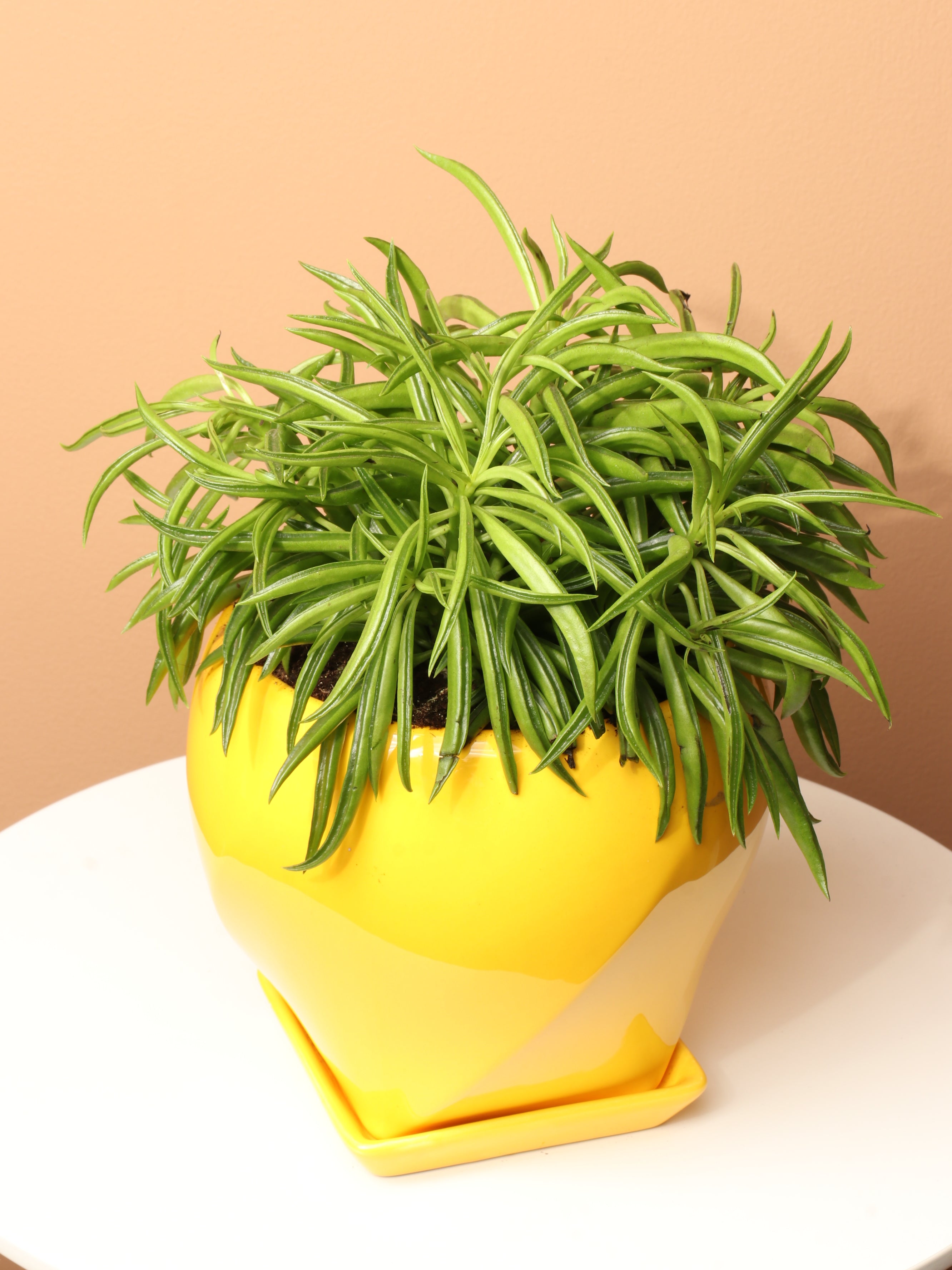 succulent plant that looks like green beans Buy Happy Bean Plant Online | Easy Care House Plant