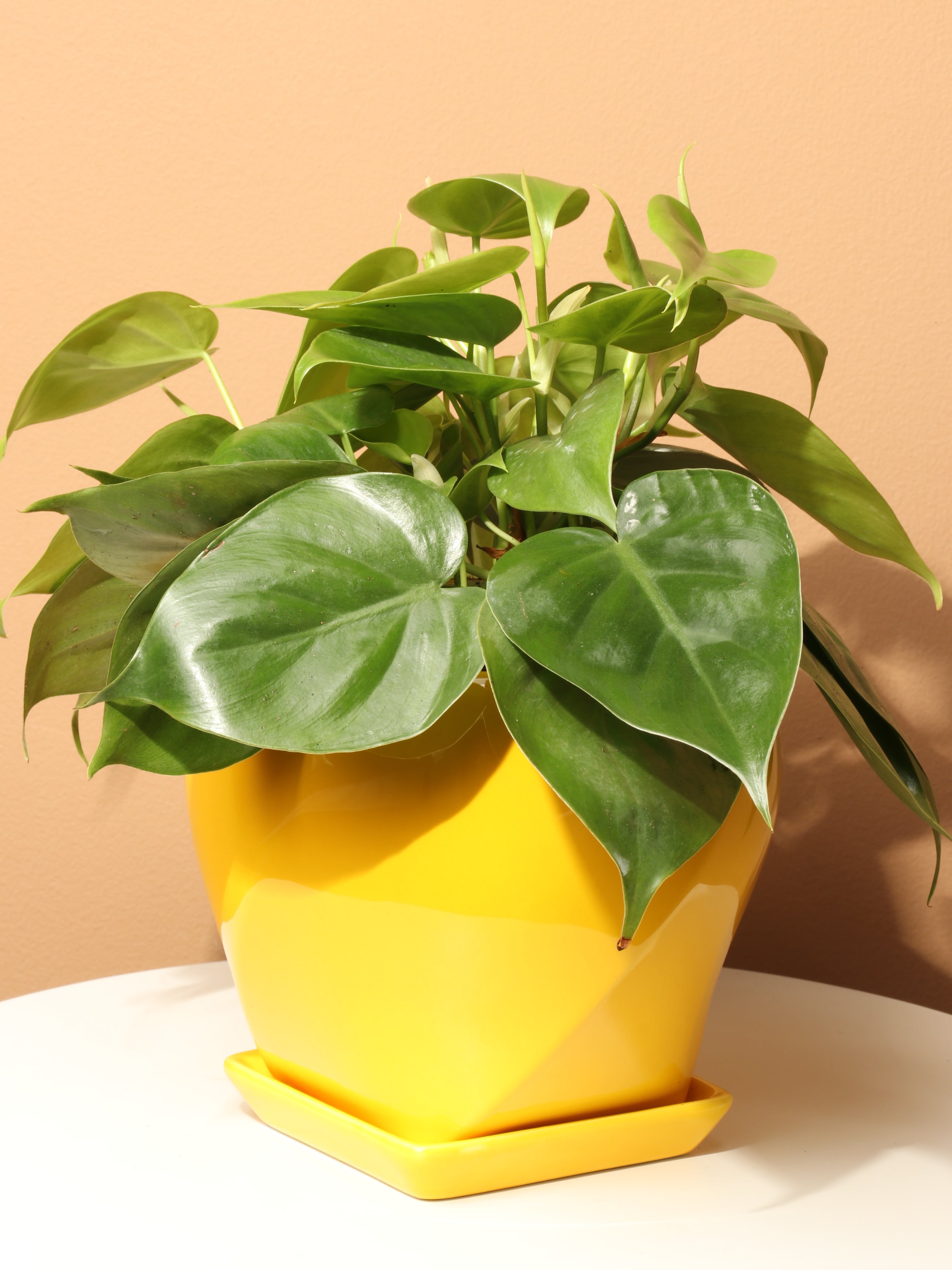 Medium Philodendron Hederaceum – Dahing Plants