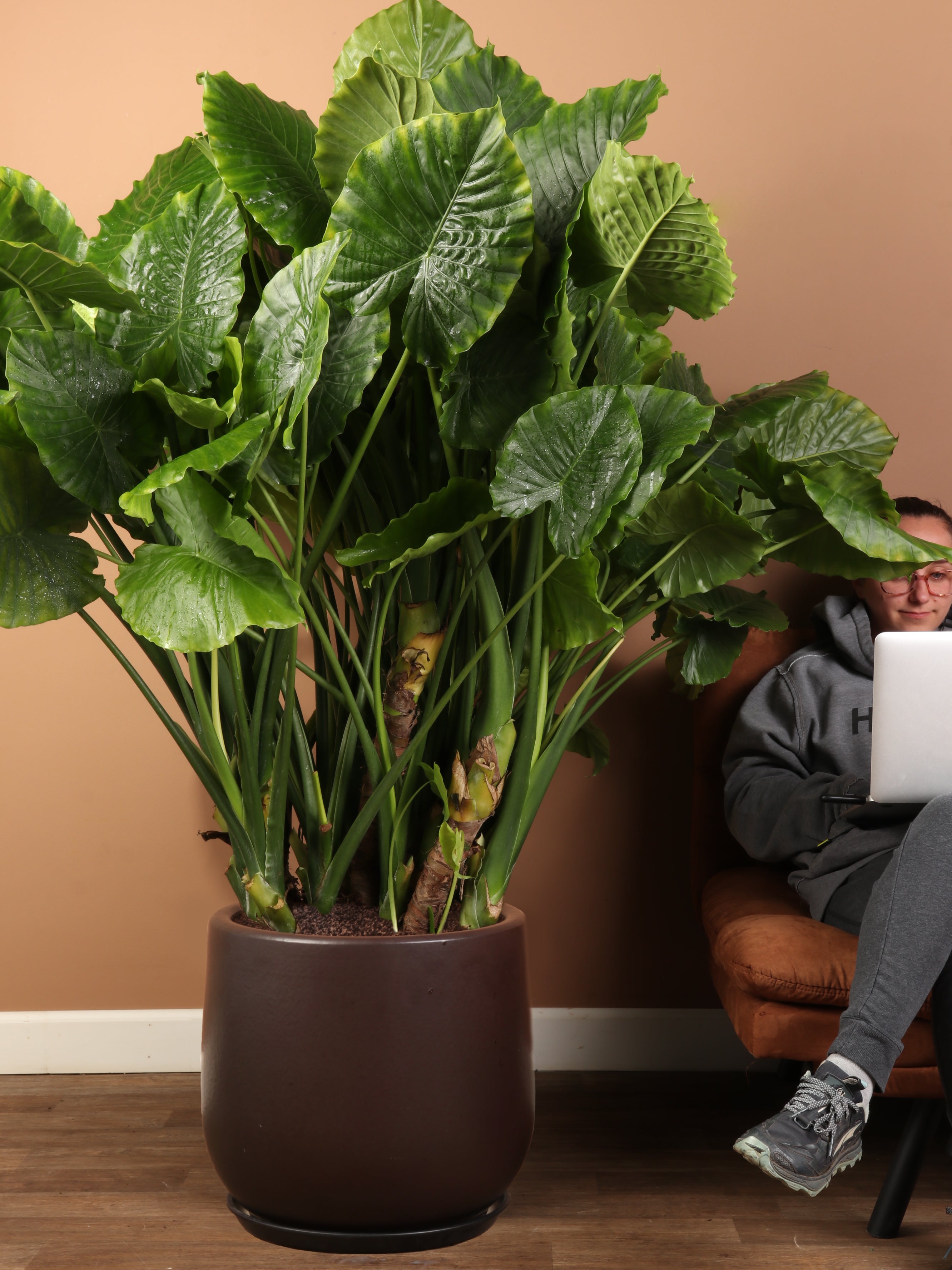 alocasia plant indoor Buy Huge Alocasia 'Odora' Online | Large Indoor Plant