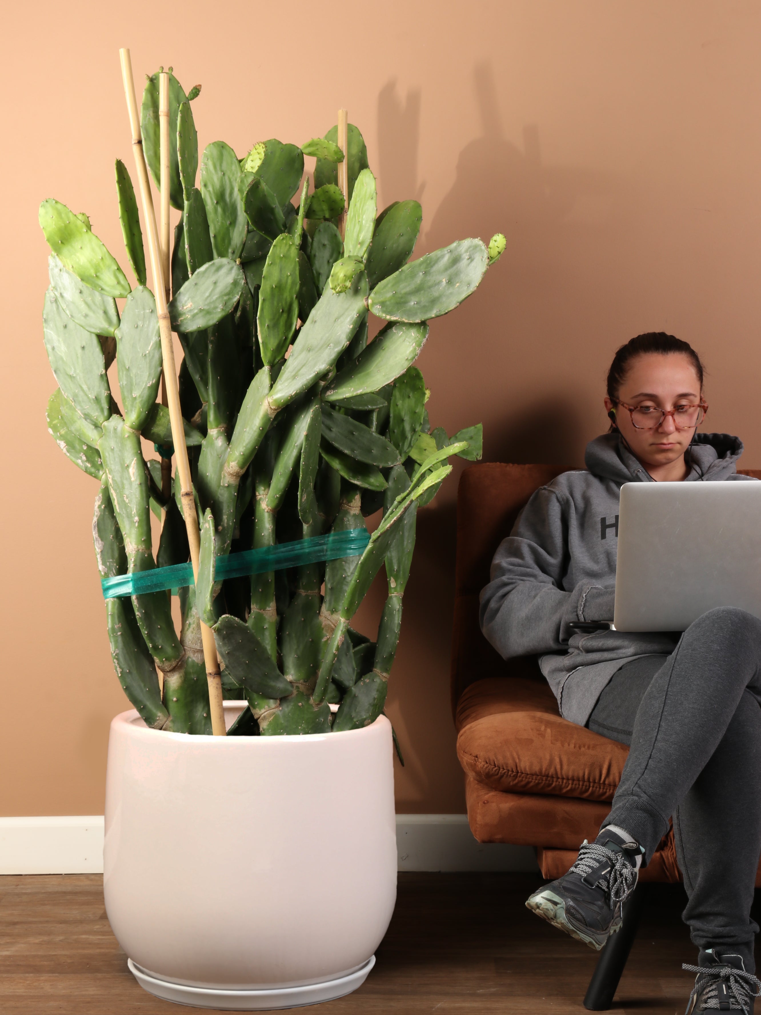 large cactus plants for indoors Buy Huge Prickly Pear Cactus Online | Indoor Succulent