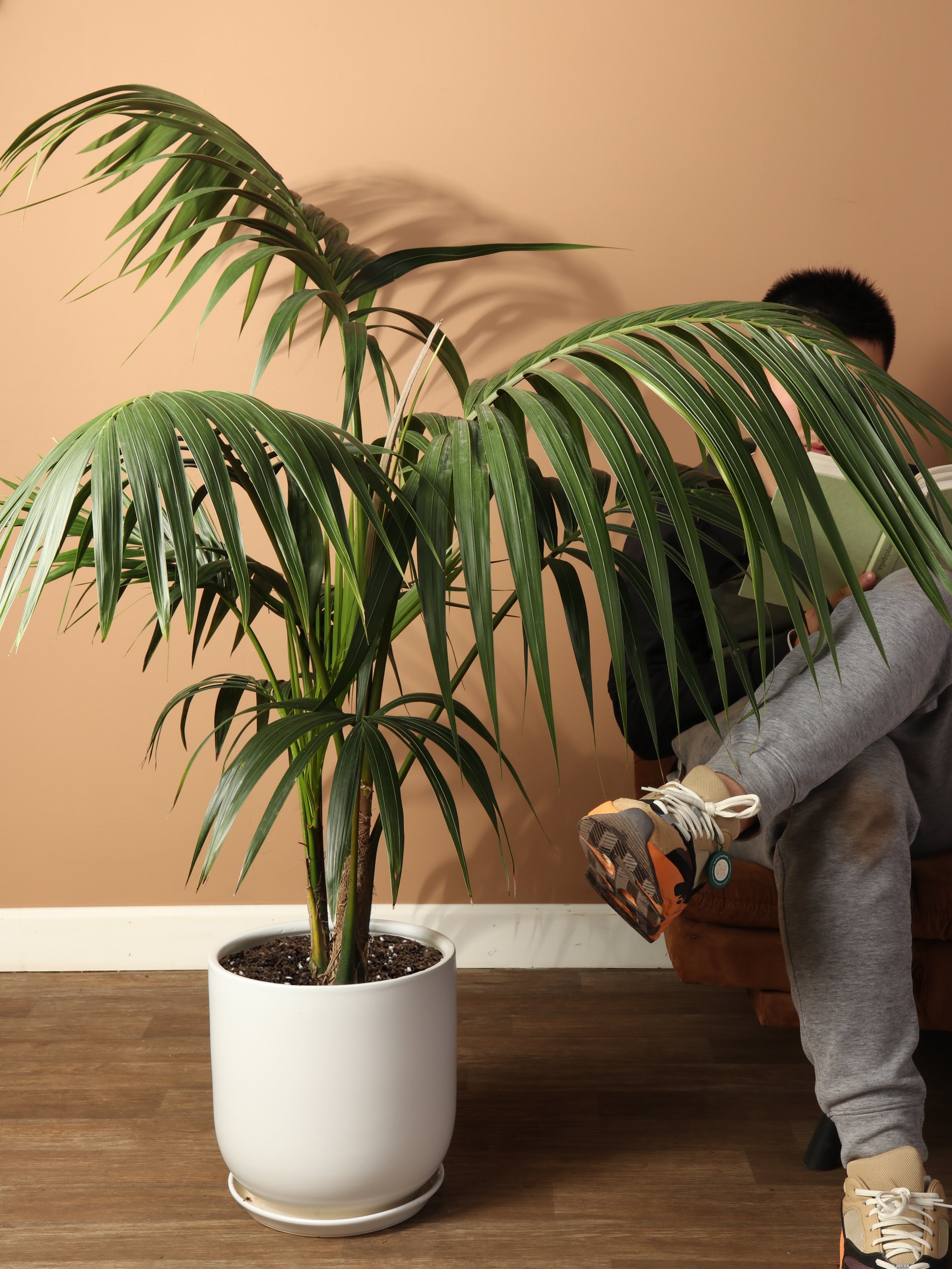 kentia palm tree 3-5 FT (Taller) Kentia Palm