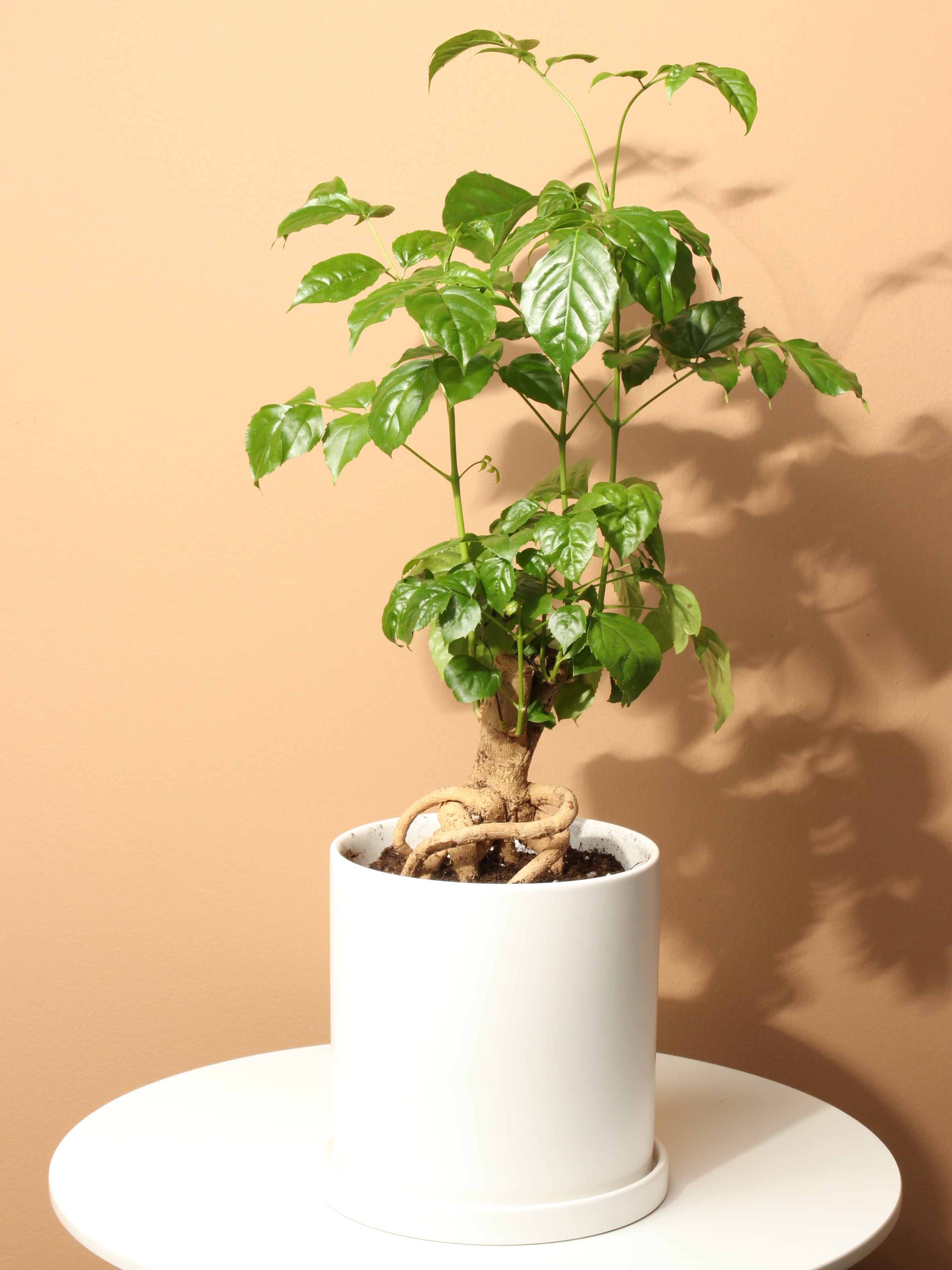 china doll plant indoor Buy Chinese Doll Plant Online | Indoor House Plant