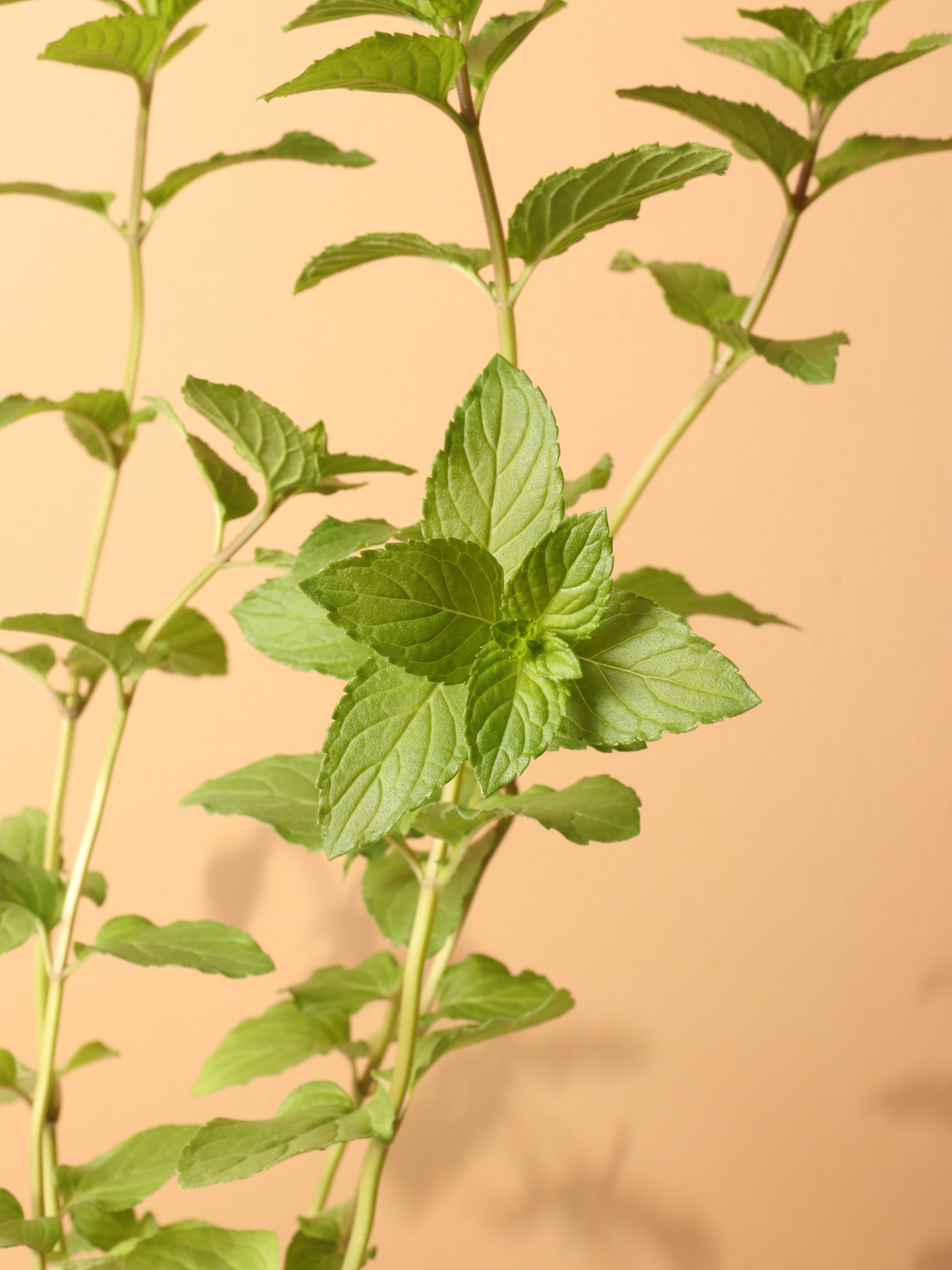 Small Mint Indoor Herb