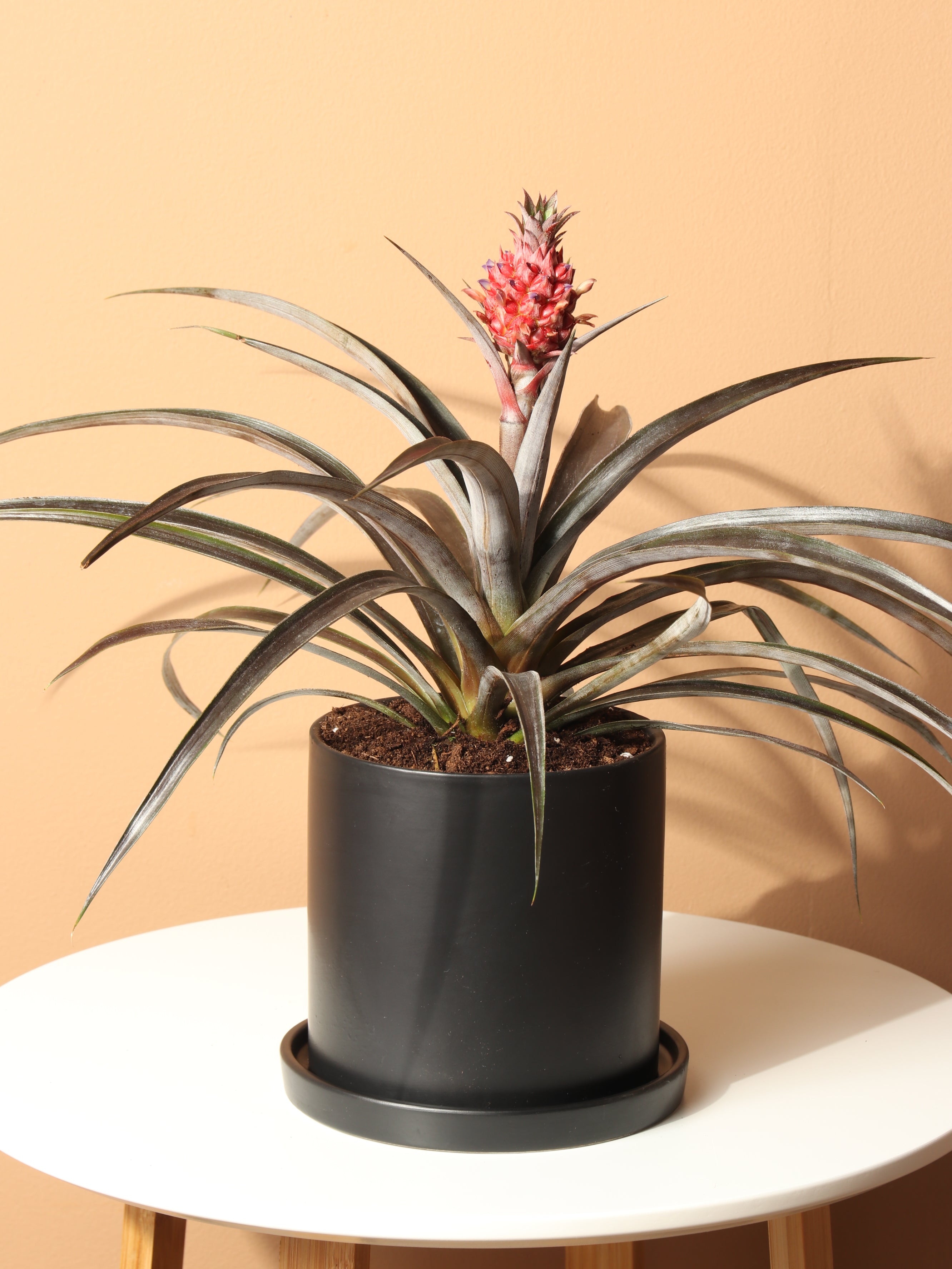 Small Pineapple Plant