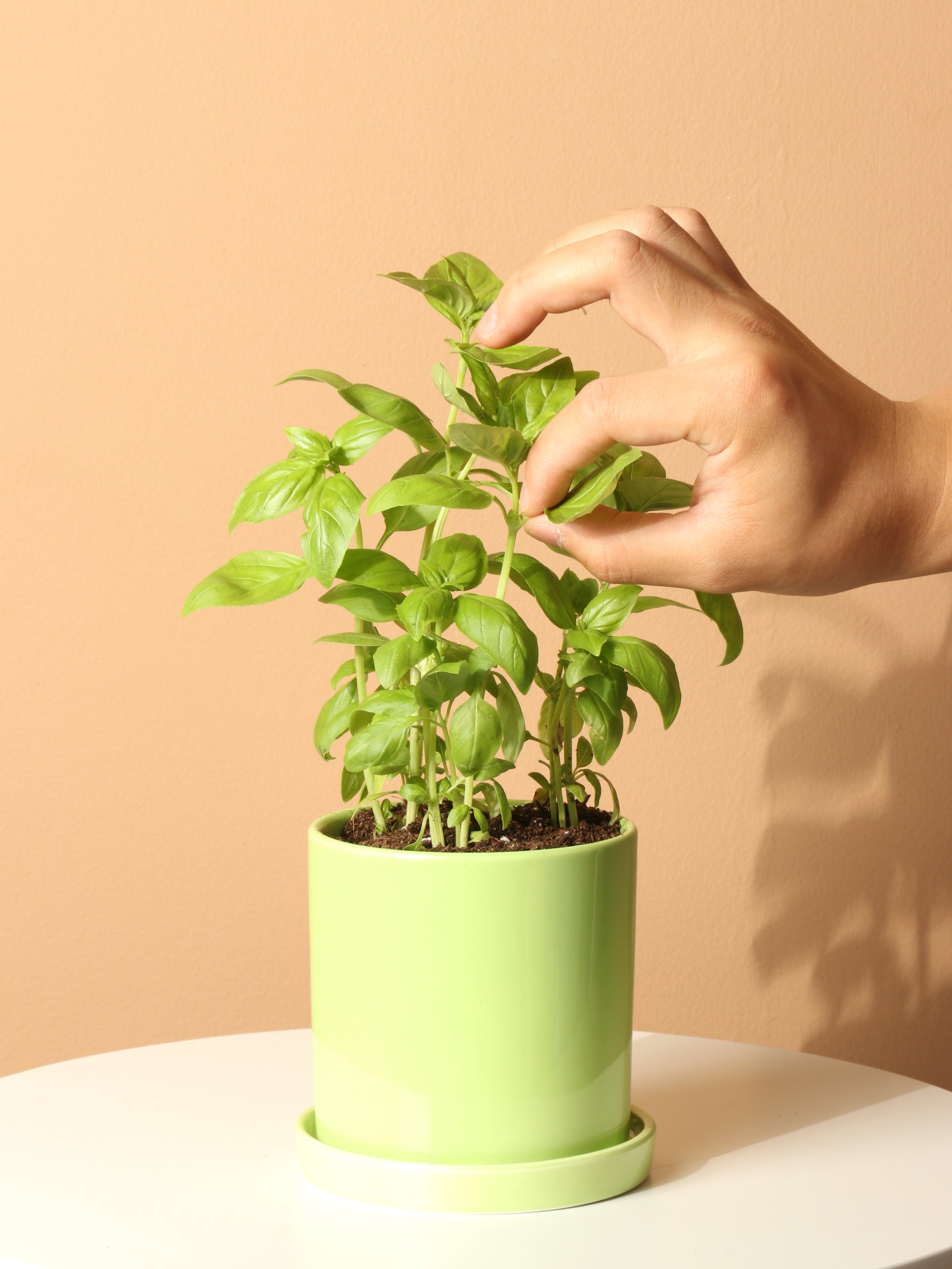 basil as indoor plant Buy Basil Indoor Herb Online | Easy Care House Plant