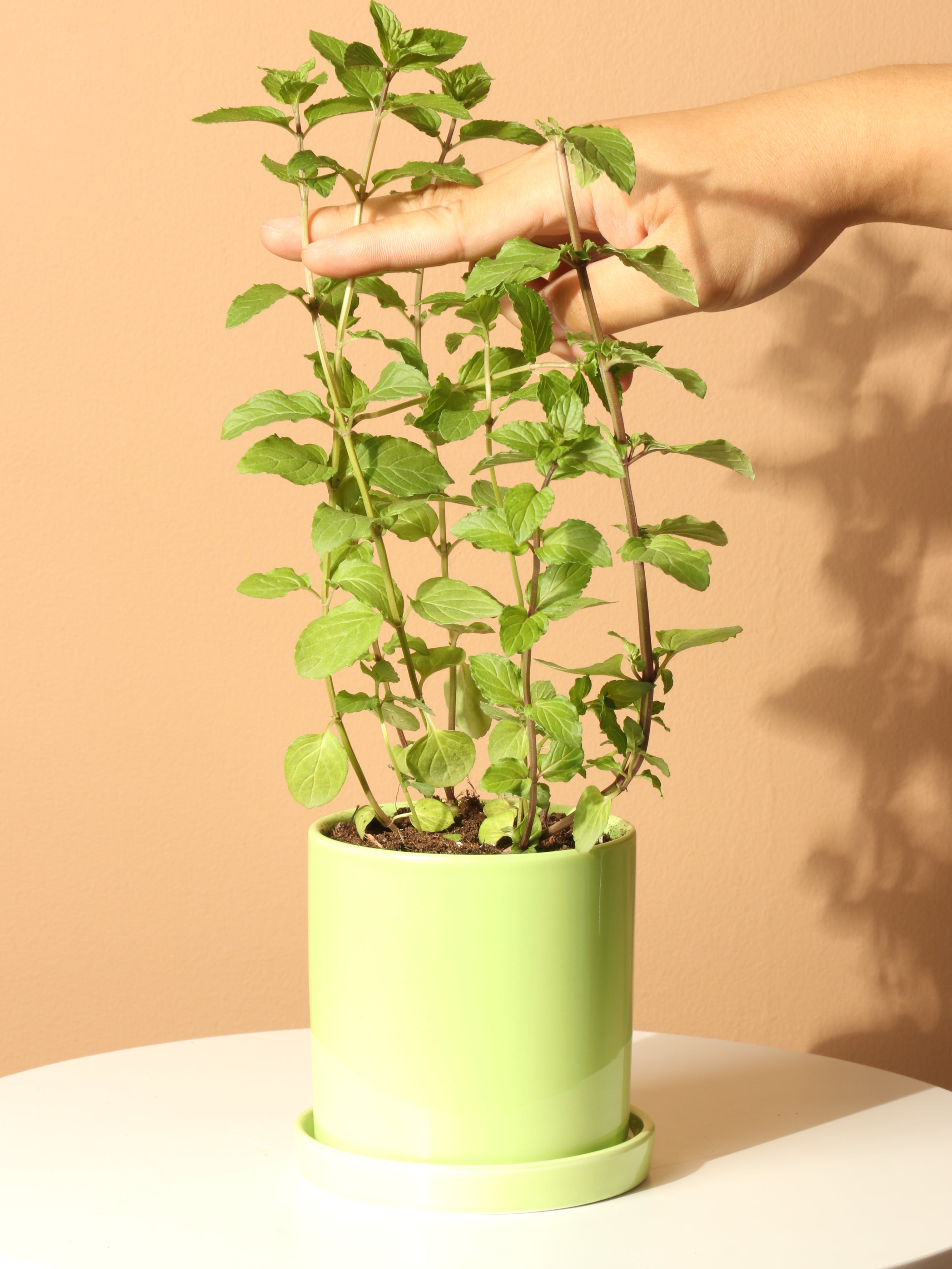 is mint an indoor plant Buy Mint Indoor Herb Online | Easy Care House Plant