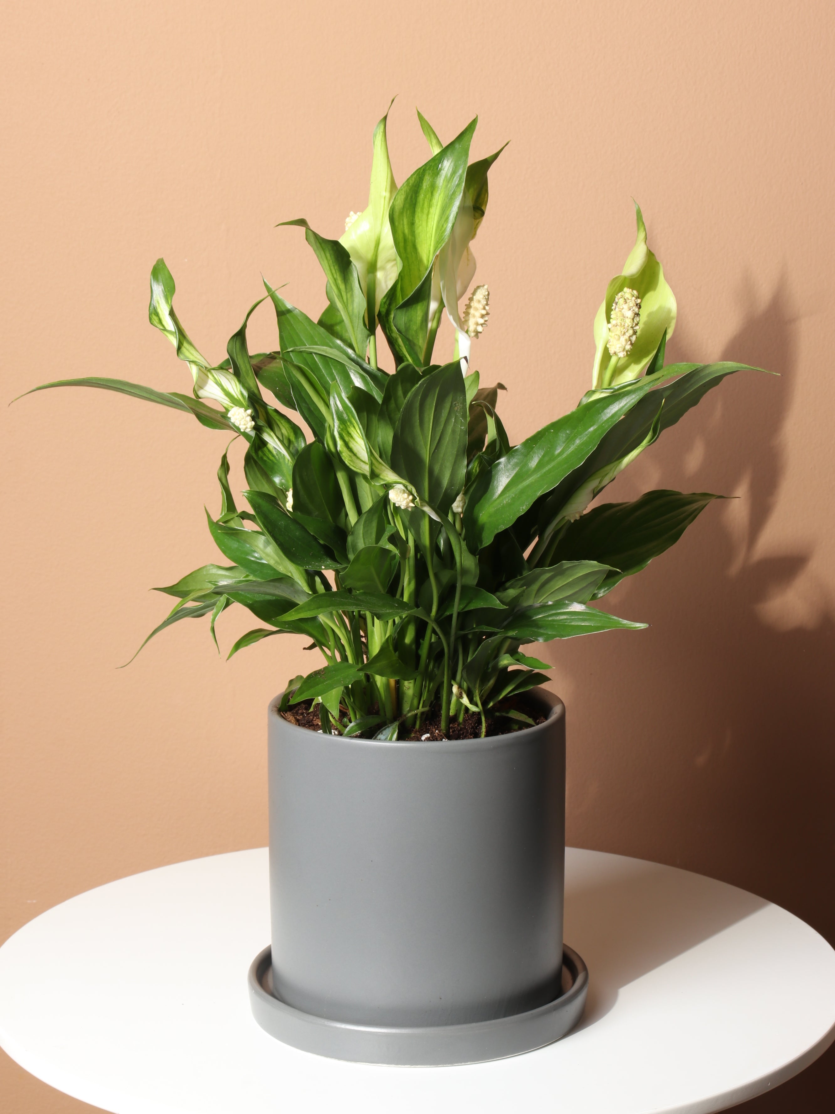 pictures of peace lily Buy Small Peace Lily Online | Low Light House Plant